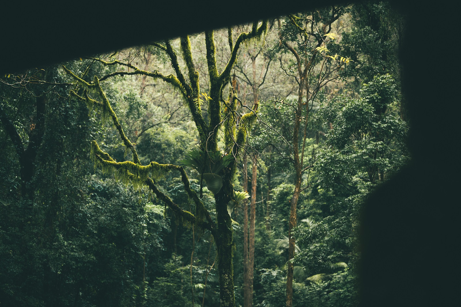 Exploring Border Ranges National Park. Photo credit: Branden Bodman/DPIE