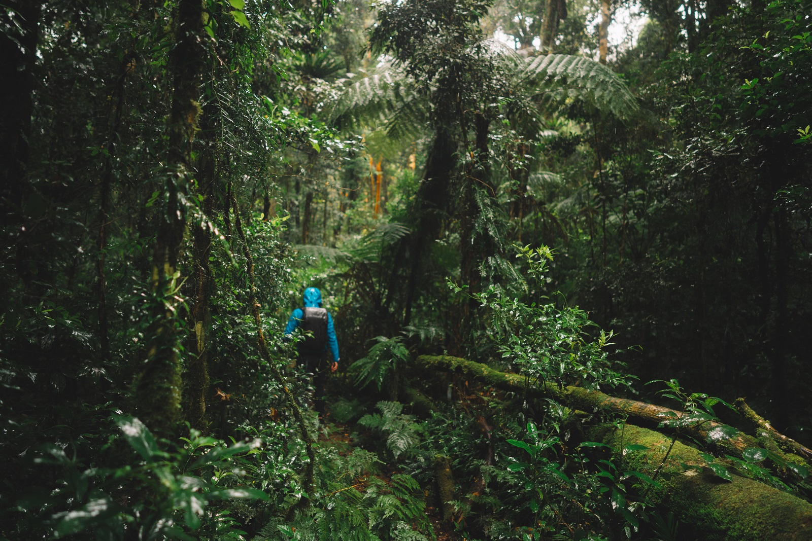 Person hiking through Border Ranges National Park. Photo credit: Branden Bodman/DPIE