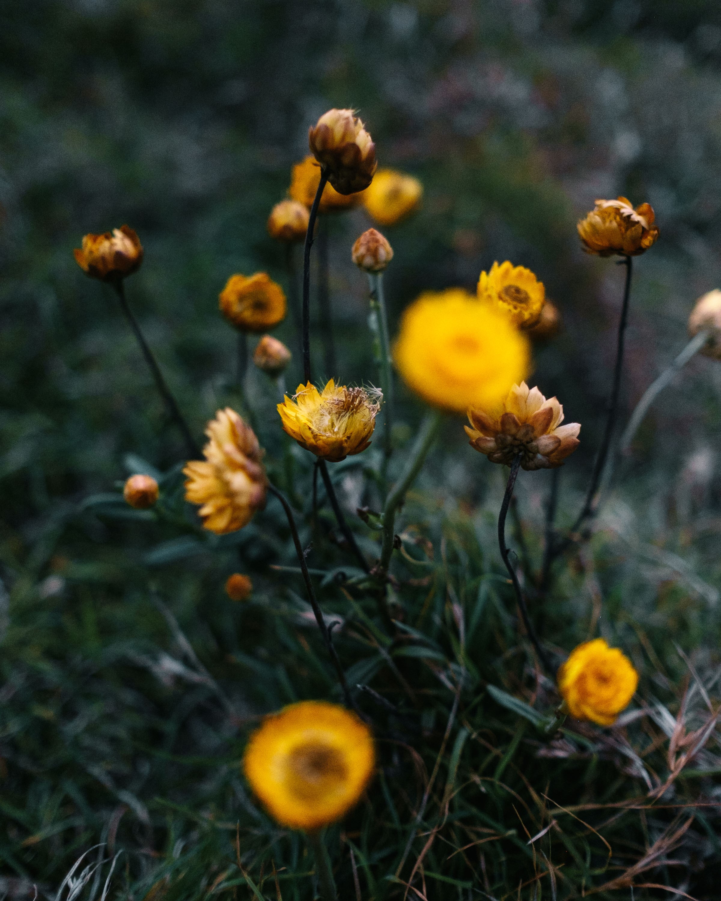 The Golden Everlasting flower (Xerochrysum bracteatum). Photo: © Noah Strammbach
