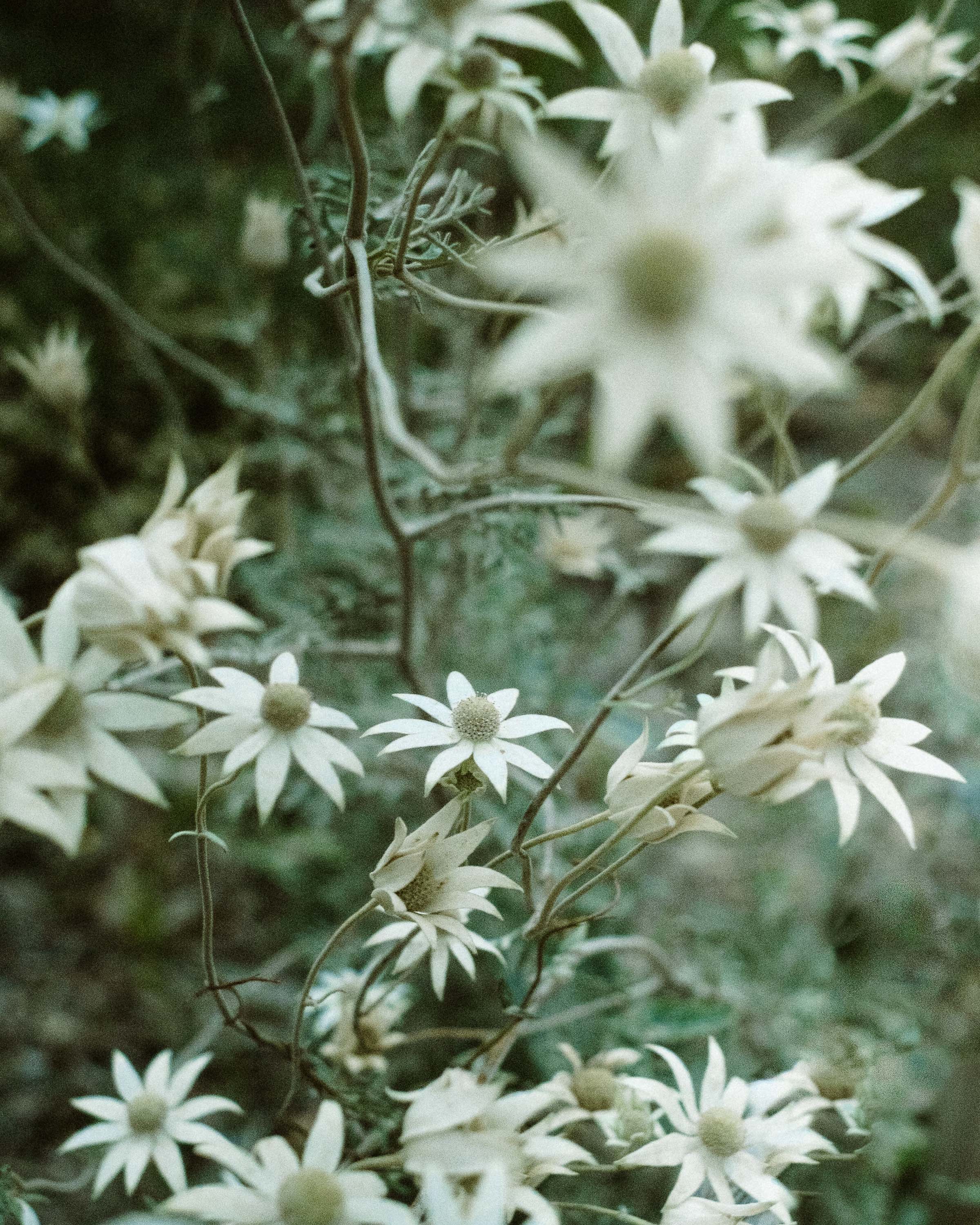 The native Australian flannel flower. Photo: © Noah Strammbach