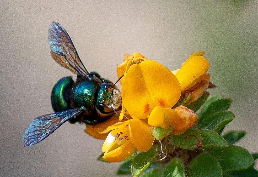 The native Peacock Carpenter Bee on a pretty Yellow Bush Pea. Photo: © Deb Alcock