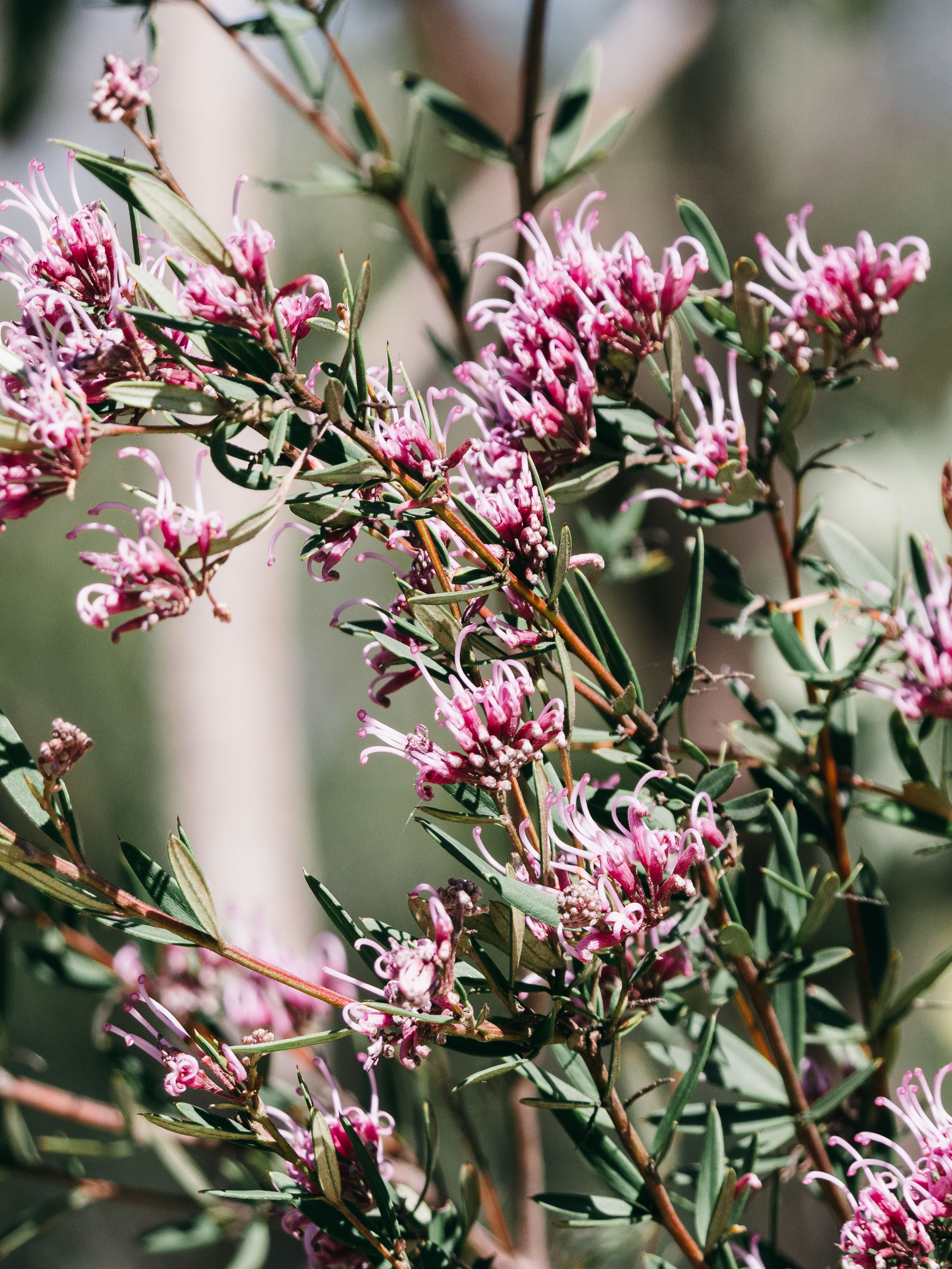 The spider flower (Grevillea). Photo: © Noah Strammbach