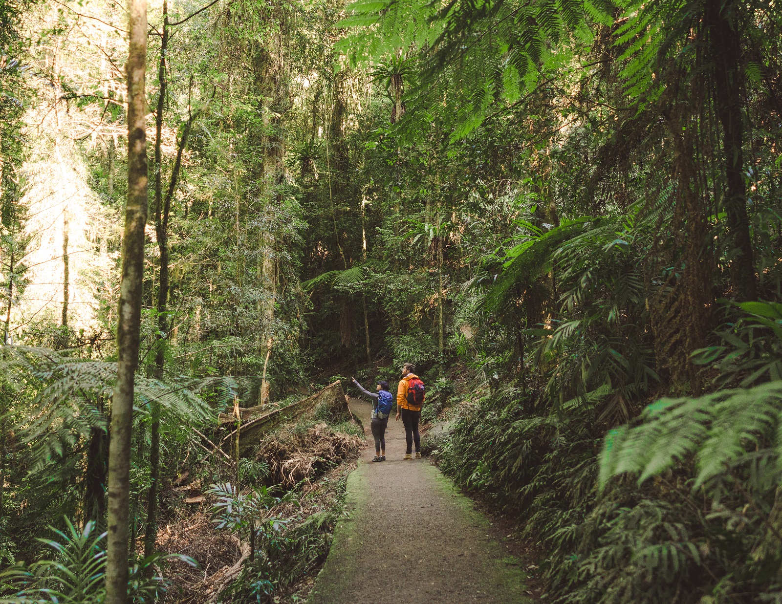 Road trippin’ to rainforest paradises