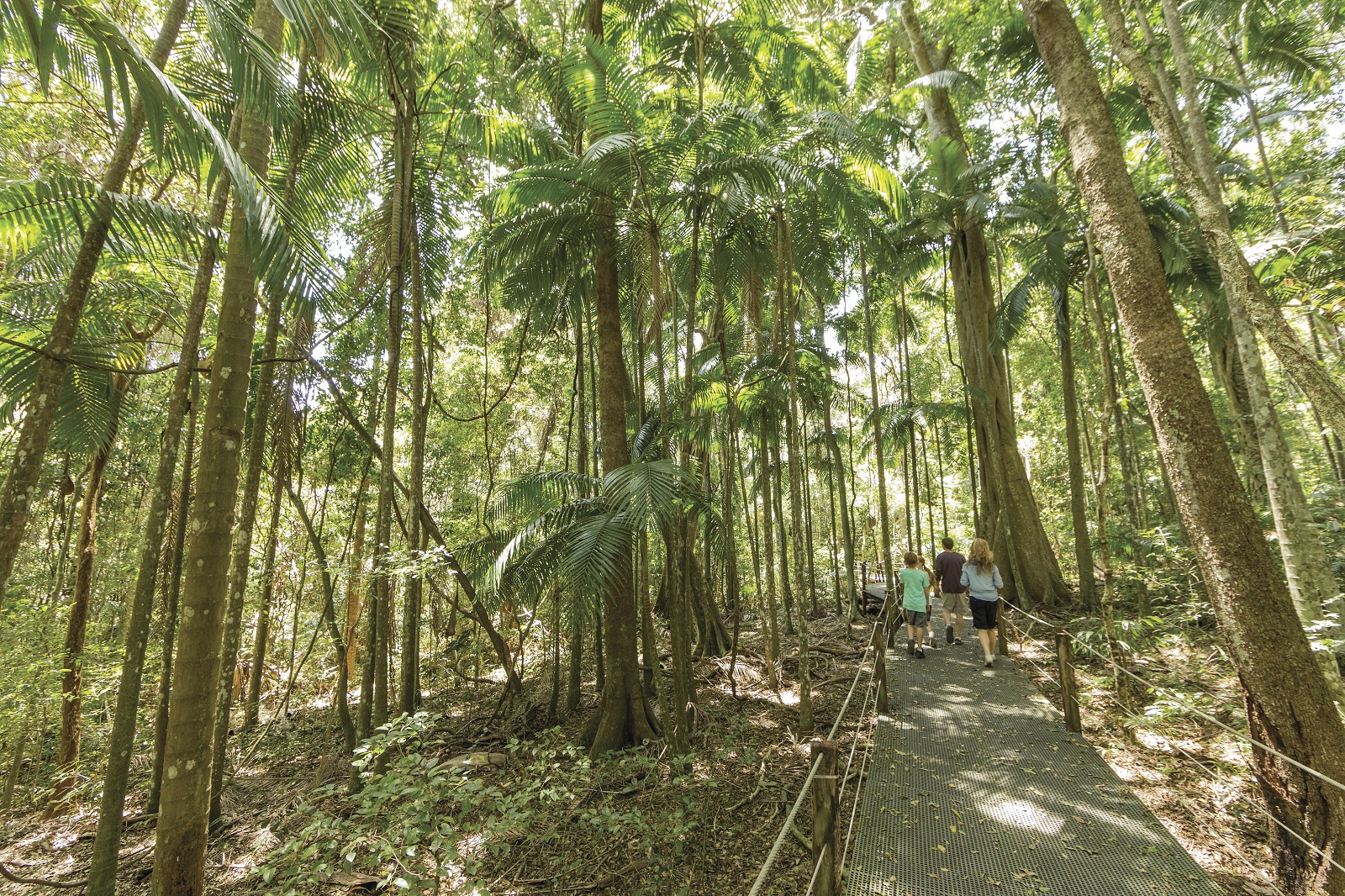 Family walking along boardwalk at Sea Acres Rainforest Centre, Sea Acres National Park. Photo credit: David Finnegan/DPIE