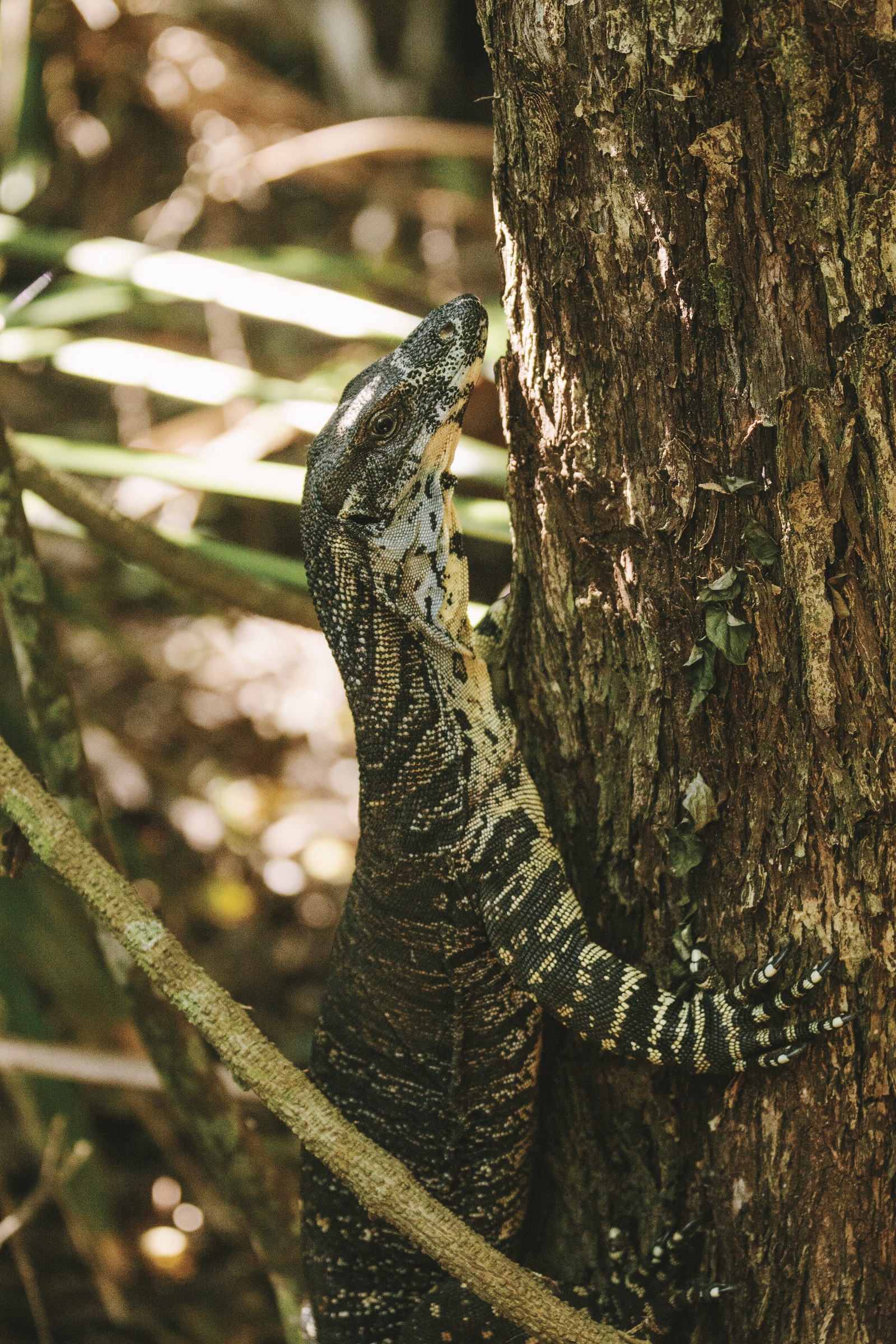 A close up of a goanna at Sea Acres Rainforest Centre in Sea Acres National Park. Photo credit: David Finnegan/DPIE