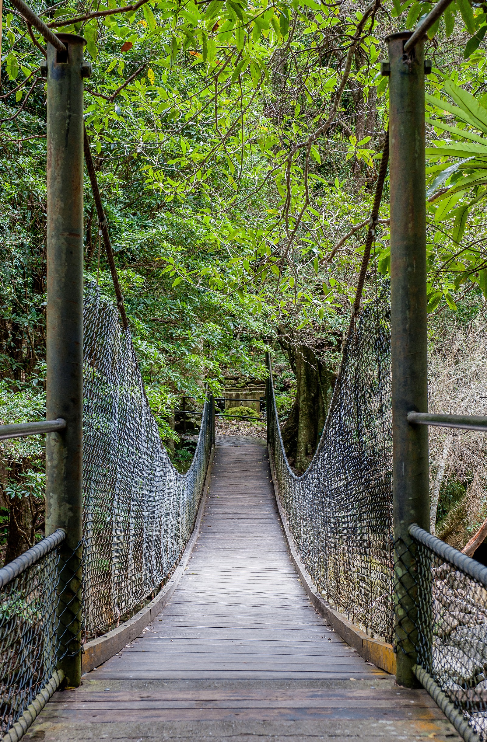 Suspension bridge of the Rainforest loop walk in Budderoo National Park. Photo credit: Michael Van Ewijk/DPIE