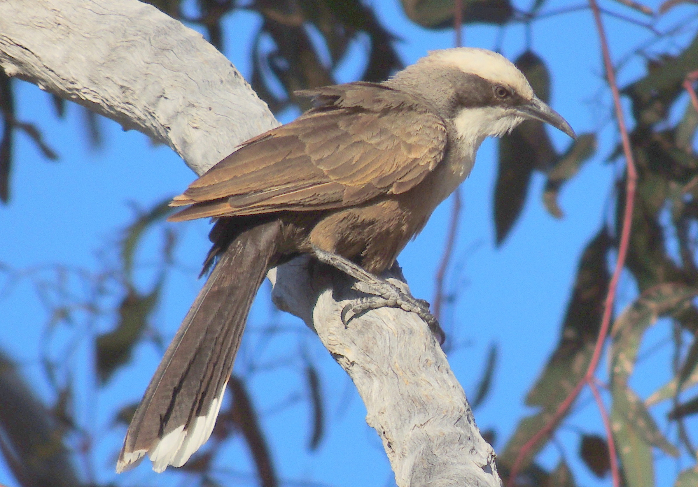 Grey-crowned babbler. Photo credit: Justin Mallee/DPIE