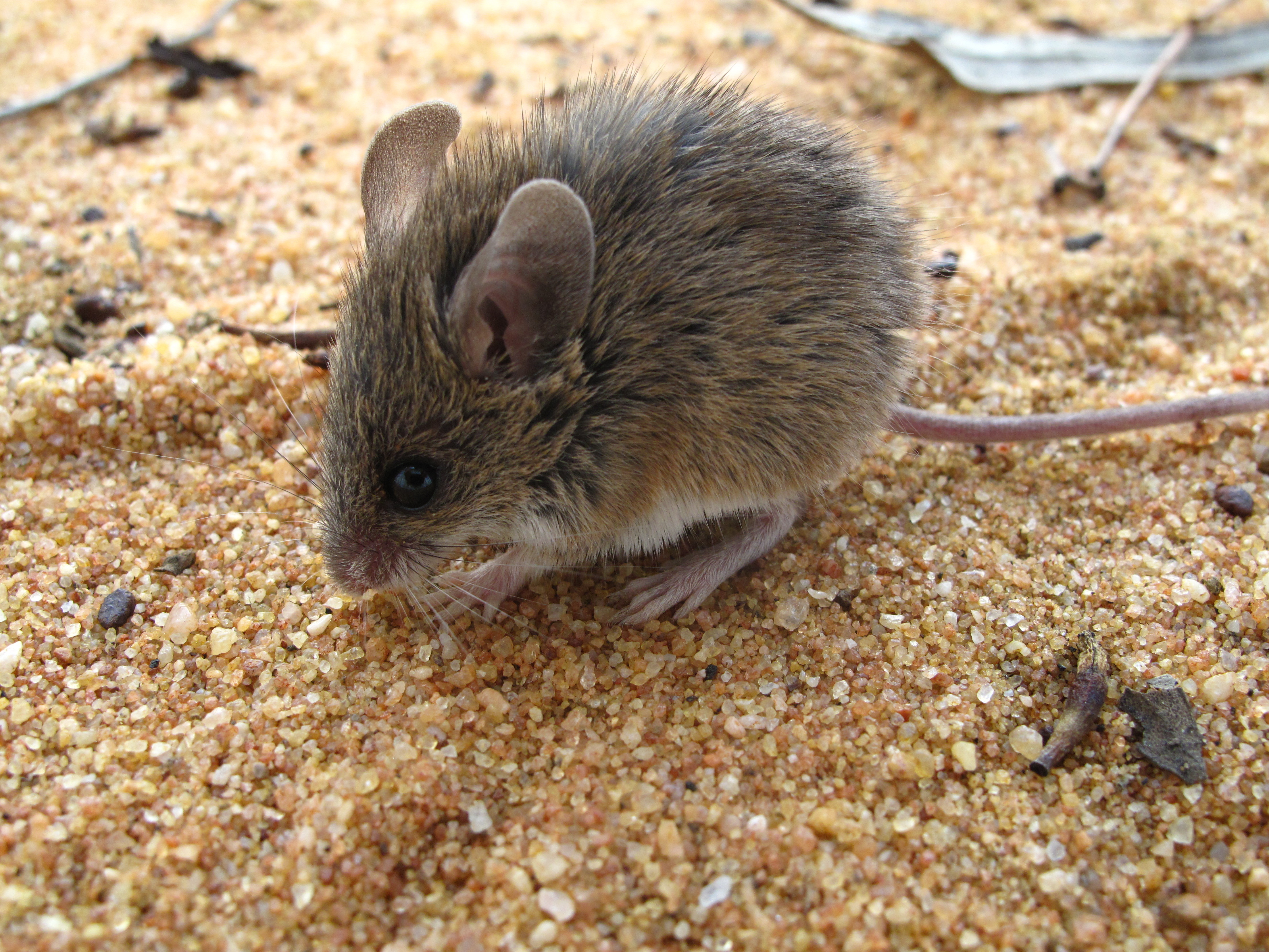Pilliga Mouse, Pilliga. Photo credit: Justin Mallee/DPIE