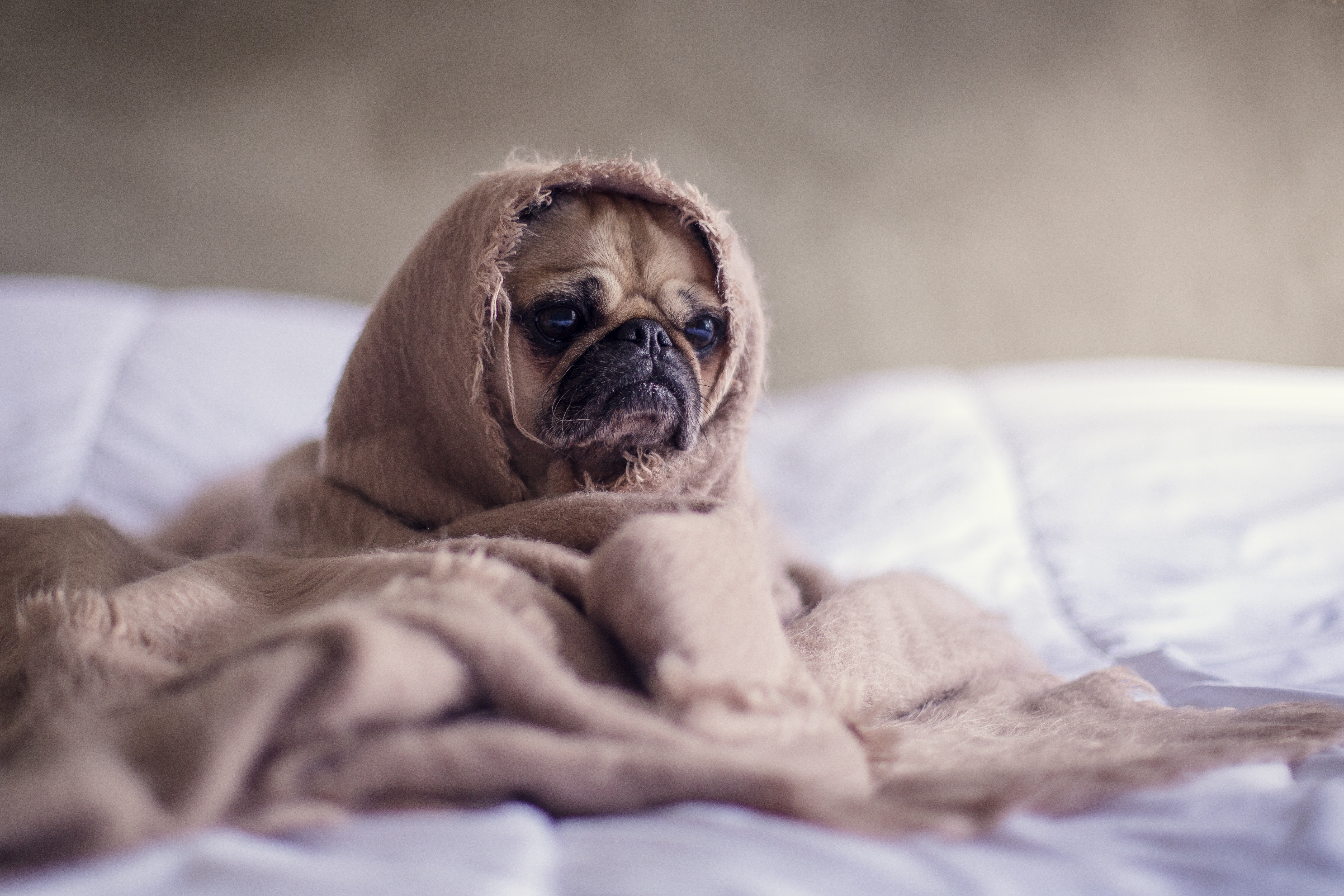 A pug with a blanket wrapped around it. Photo: © Pexels