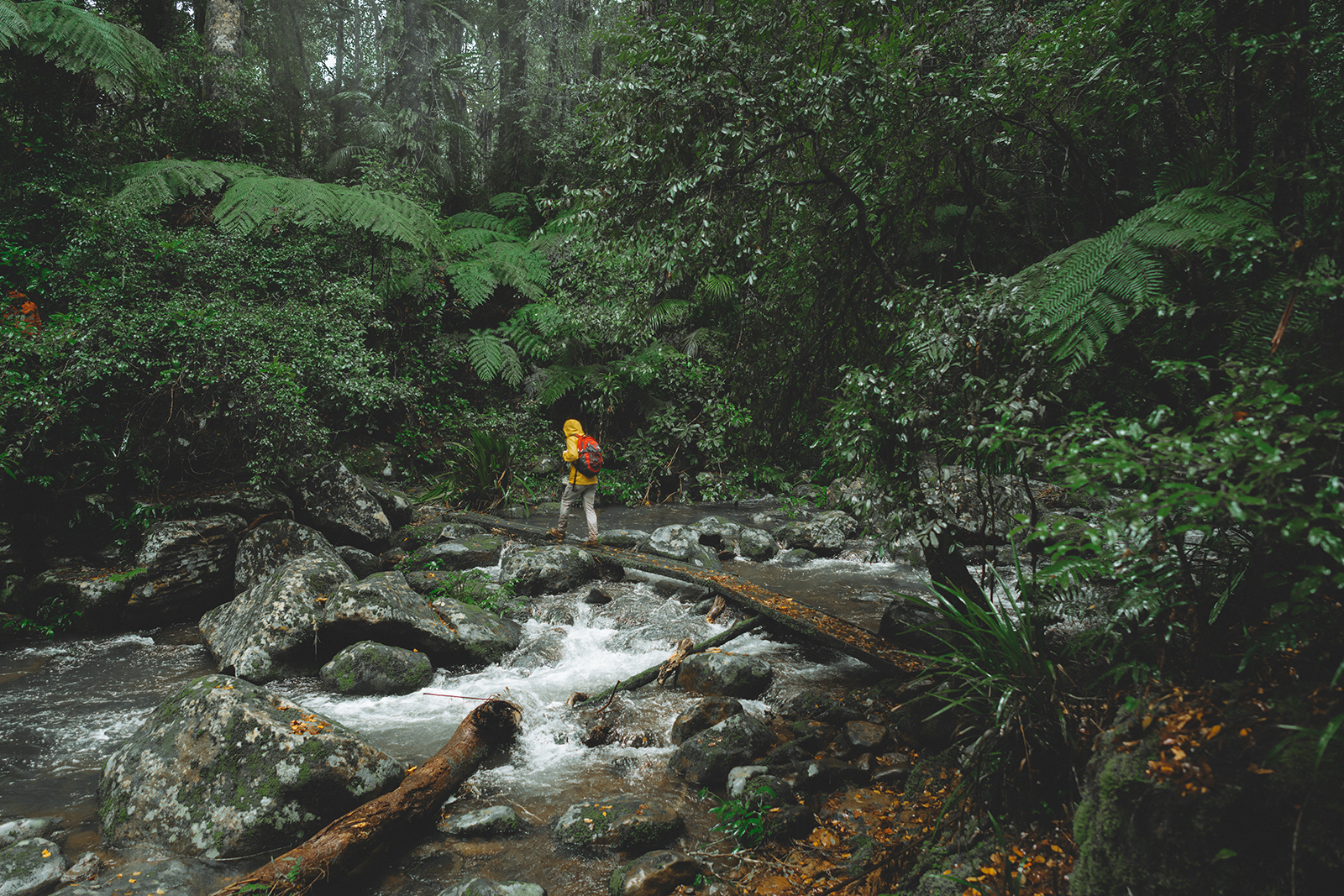 Rainforest hoppin’ on the Far North Coast