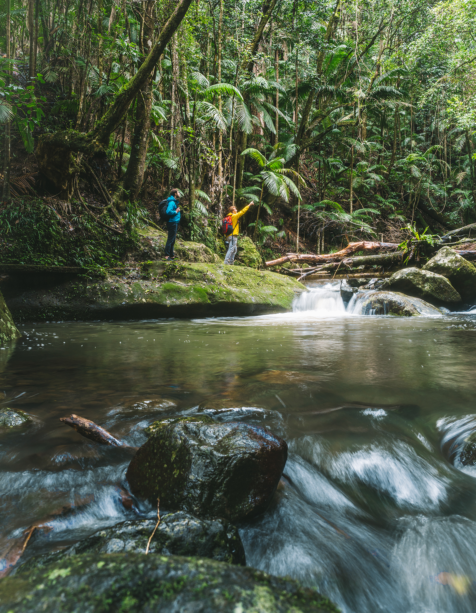 Two men walk beside a creek on Palm Forest walking track, Border Ranges National Park. Photo credit: Branden Bodman/DCCEEW © Branden Bodman