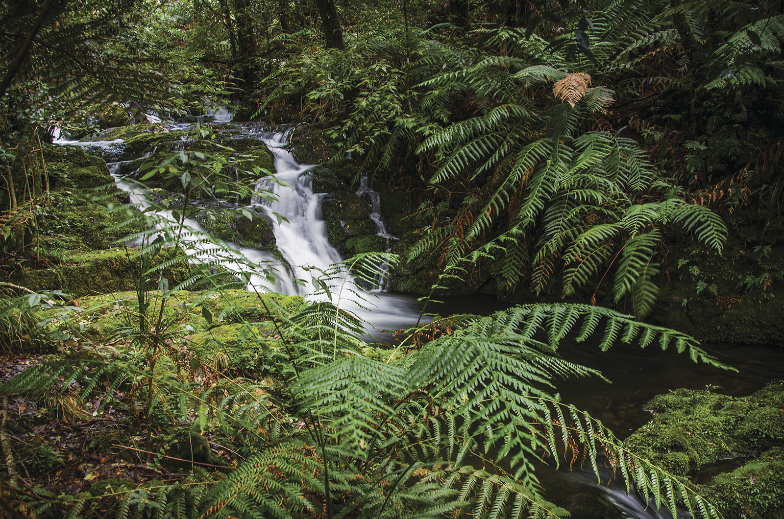 Antarctic Beech Forest walking track, Barrington Tops National Park. Photo credit: John Spencer/DPIE