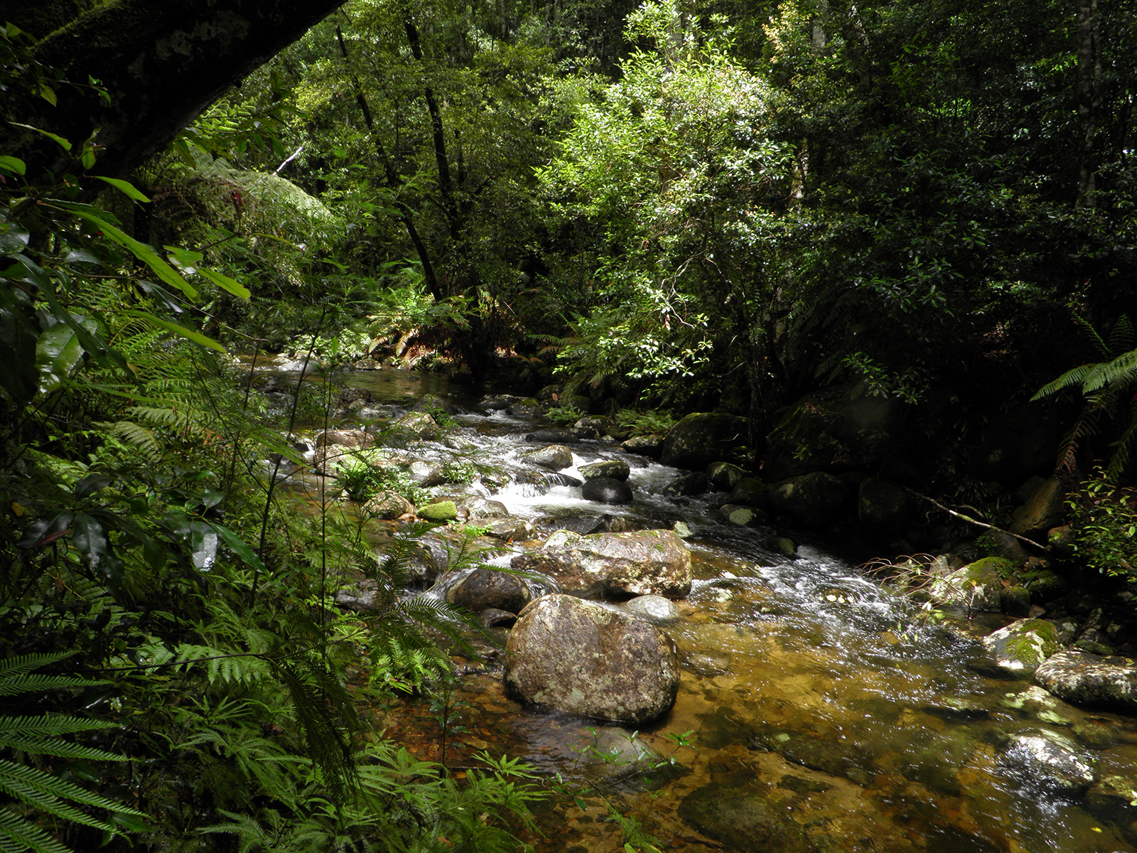 Coombadjha creek, Washpool National Park. Photo credit: Koen Dijkstra/DPIE