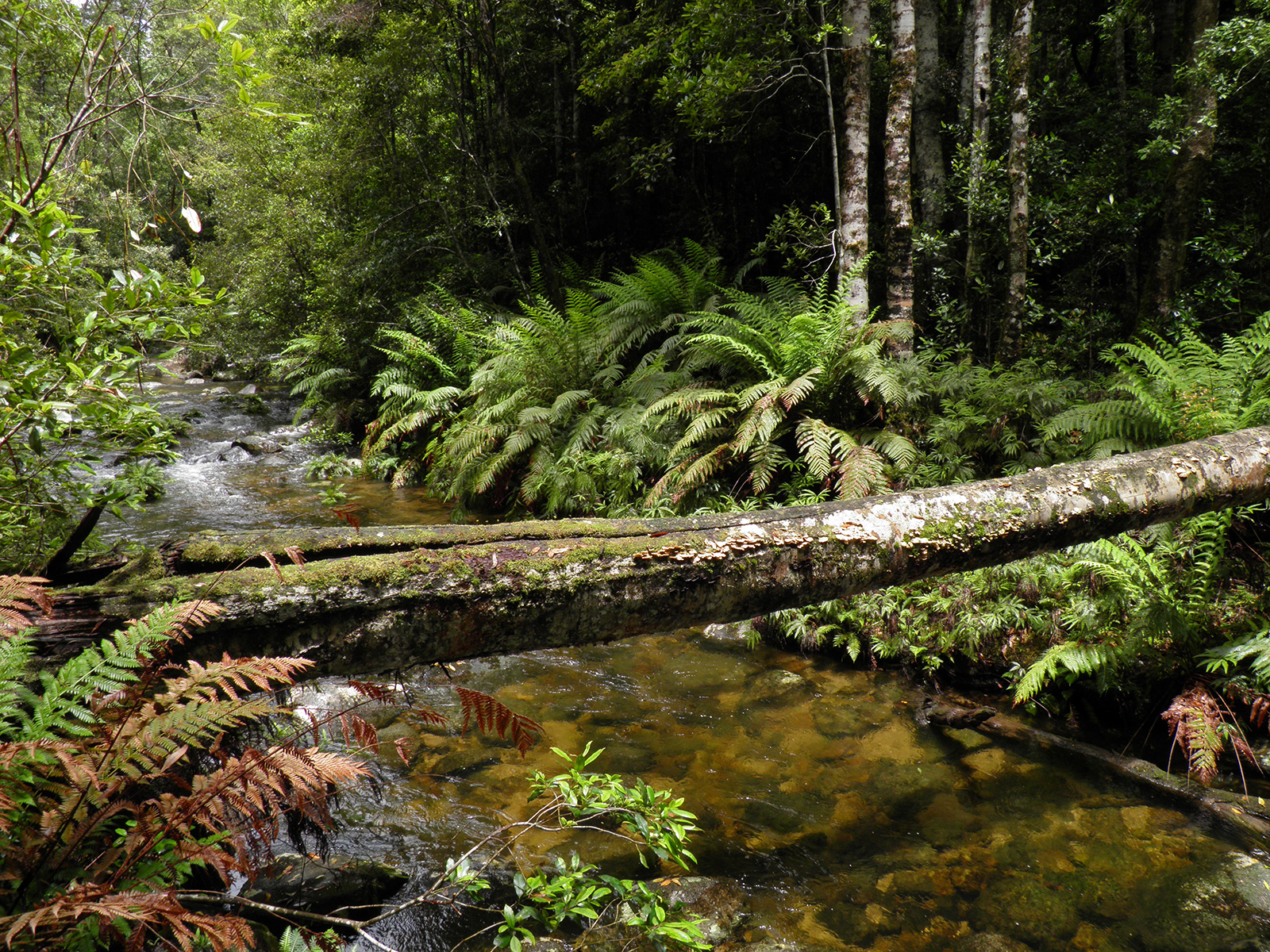 Coombadjha creek, Washpool National Park. Photo credit: Koen Dijkstra/DPIE