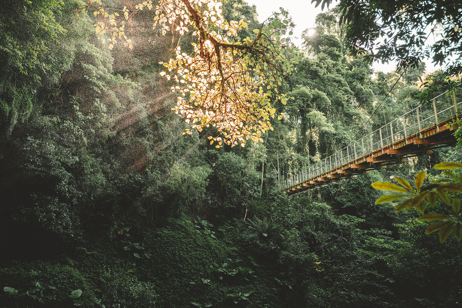 Ancient Gondwana rainforests that you can visit