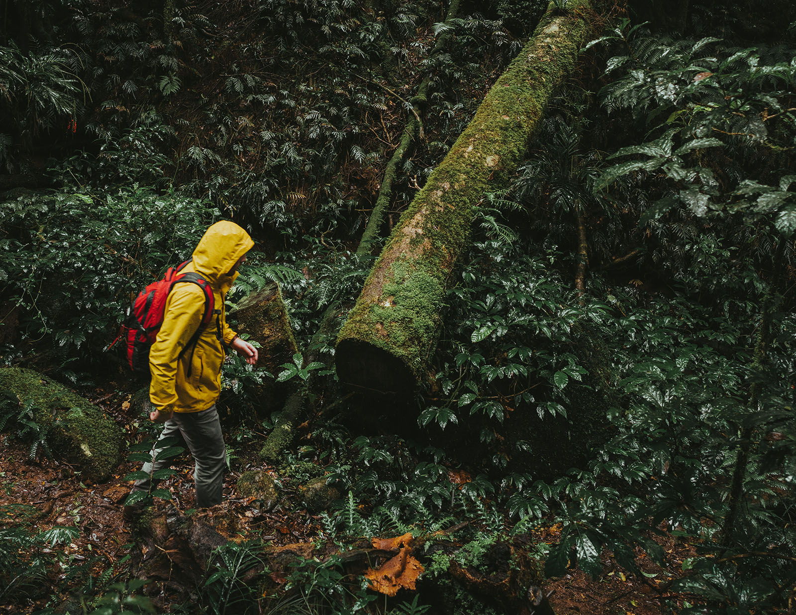 Person walking in Border Ranges National Park. Photo credit: Branden Bodman/DPIE
