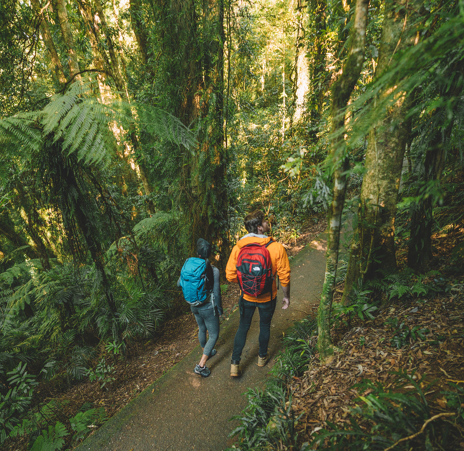 Two people walking on a track in Dorrigo National Park. Photo credit: Branden Bodman/DPIE