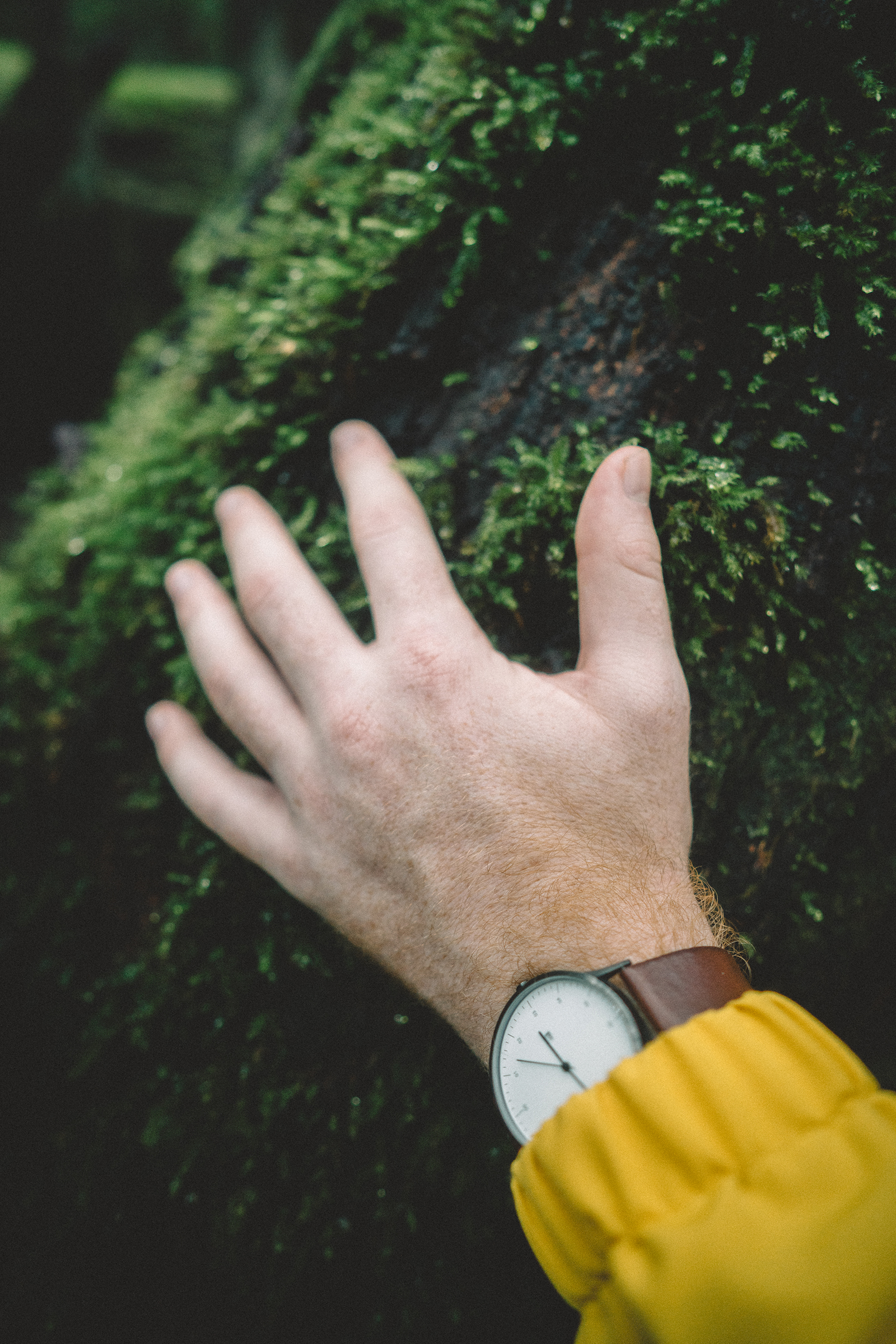 Man touching a tree in Border Ranges National Park. Photo credit: Branden Bodman/DPIE