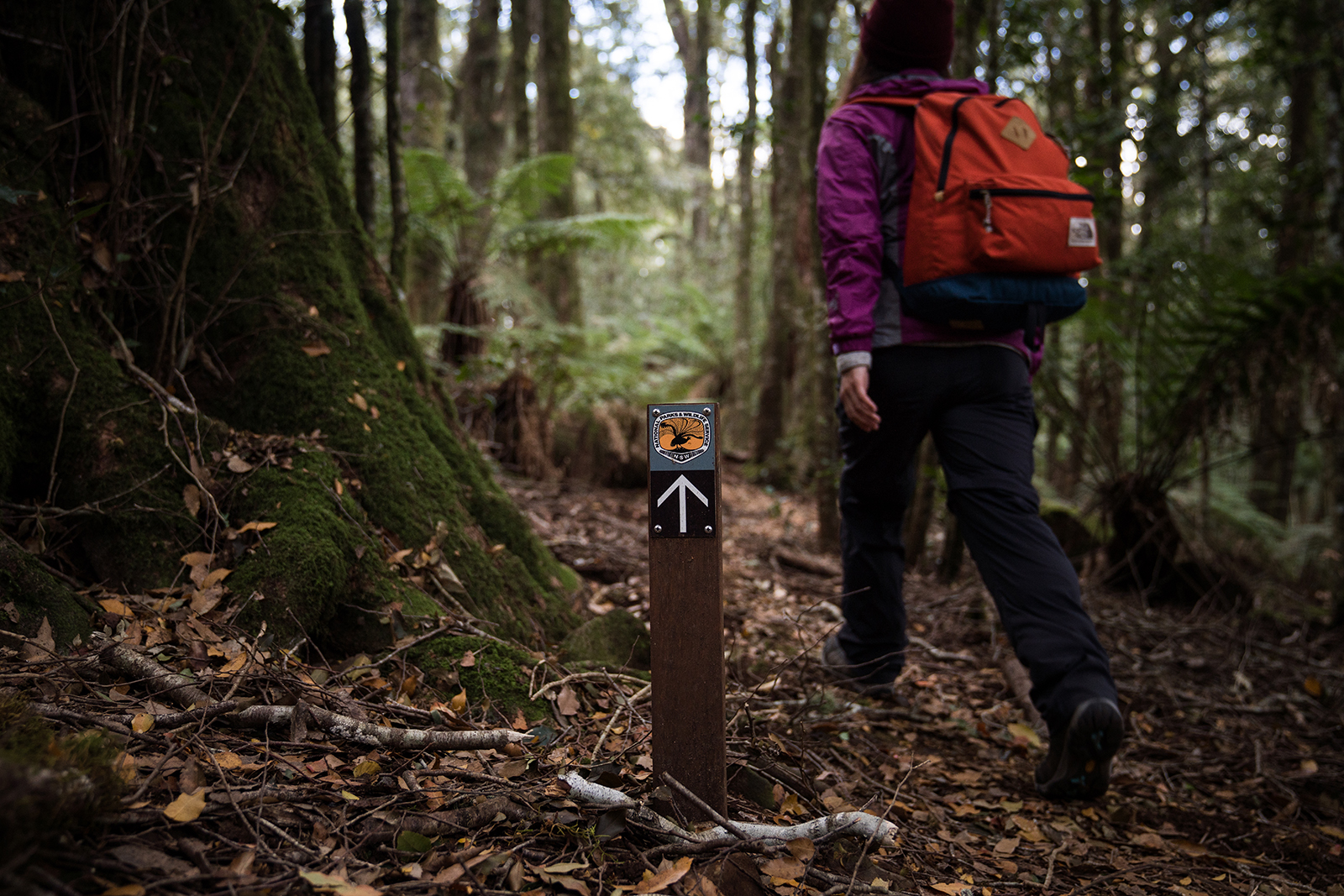 Person walking past a walking marker in Barrington Tops National Park. Photo credit: Rob Mulally/DPIE