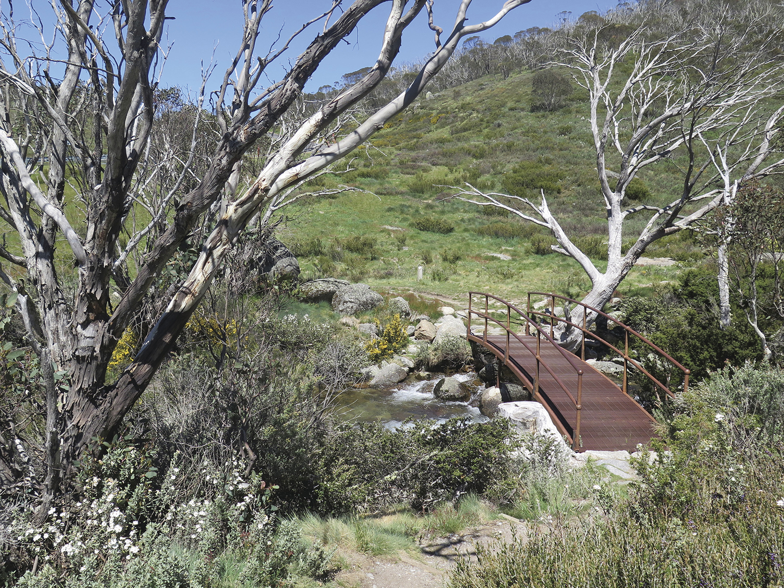 Bridge over cascades, Dead Horse Gap walking track, Thredbo-Perisher area in Kosciuszko National Park. Photo: Elinor Sheargold/DPIE
