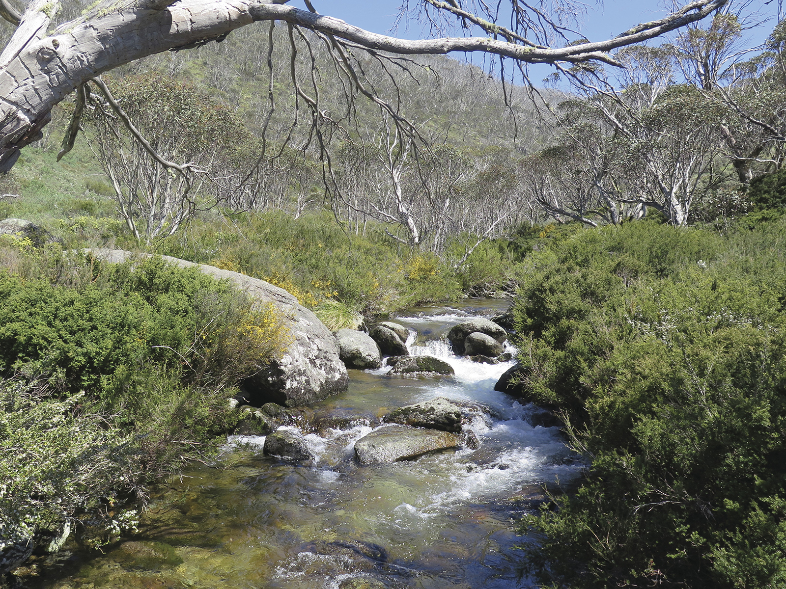 Thredbo River cascades near Dead Horse Gap walking track, Thredbo-Perisher area in Kosciuszko National Park. Photo: Elinor Sheargold/DPIE