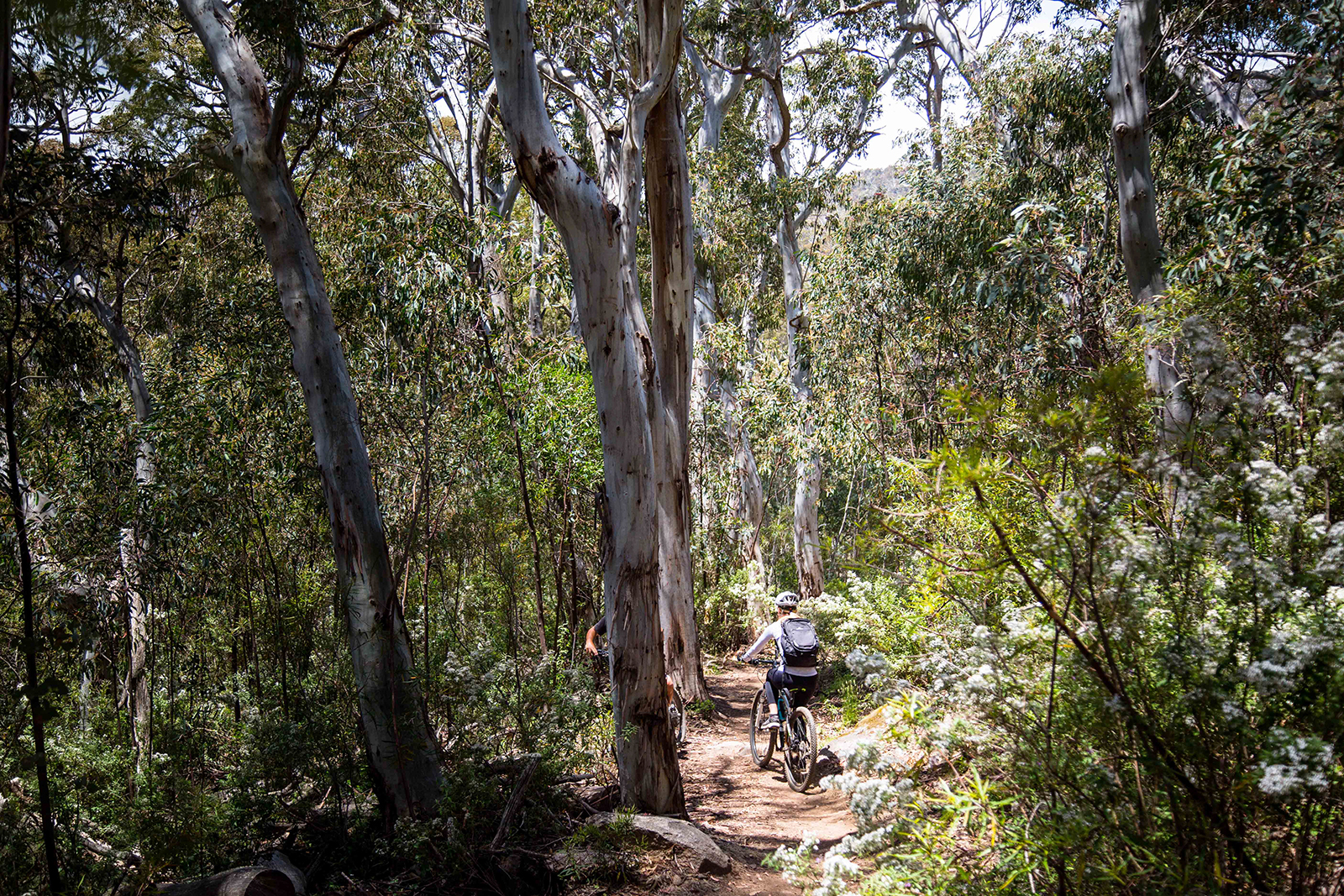 People riding through Thredbo Valley track, Thredbo-Perisher area in Kosciuszko National Park. Photo credit: Rob Mulally/DPIE