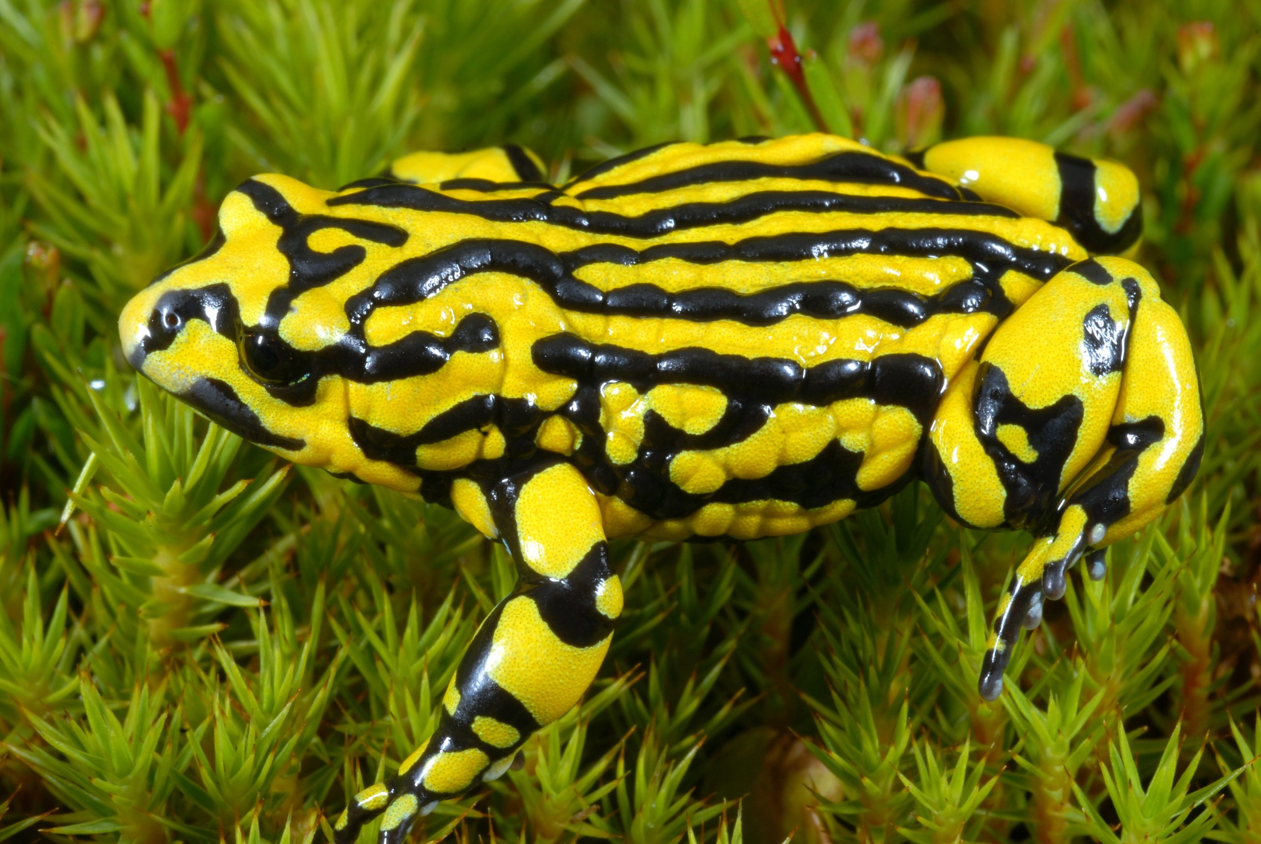 Southern Corroboree frog. Photo credito: David Hunter/DPIE
