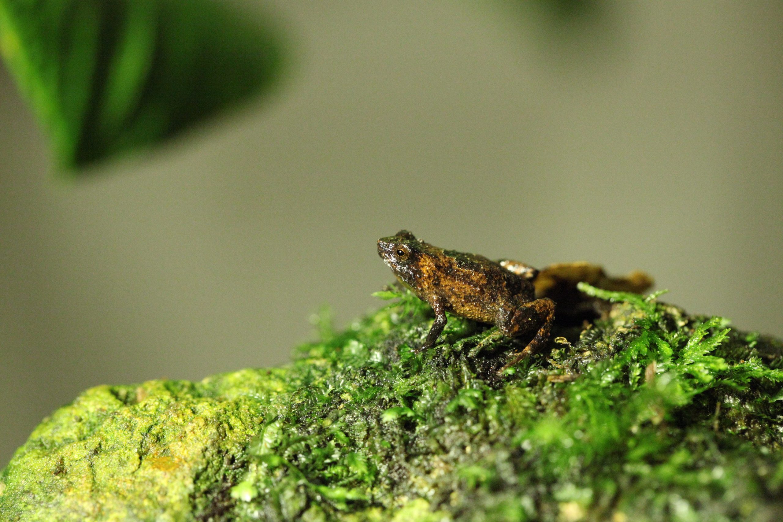 Pouched frog (Assa darlingtoni). Photo credit: Justin Mallee/DPIE