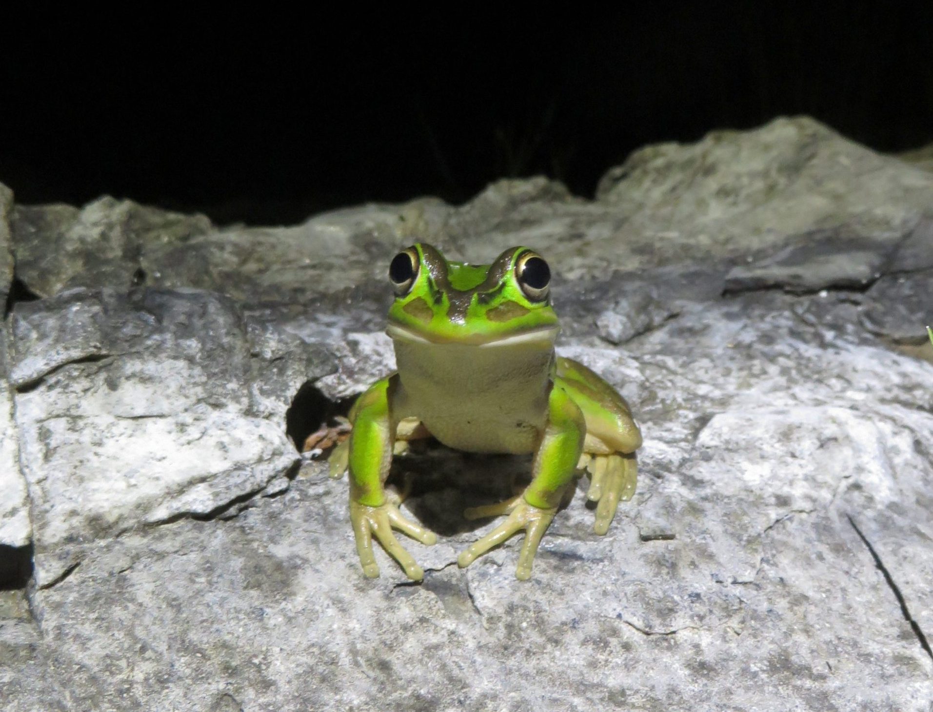 Green and golden bell frog. Photo credit: Dean Portelli/DPIE