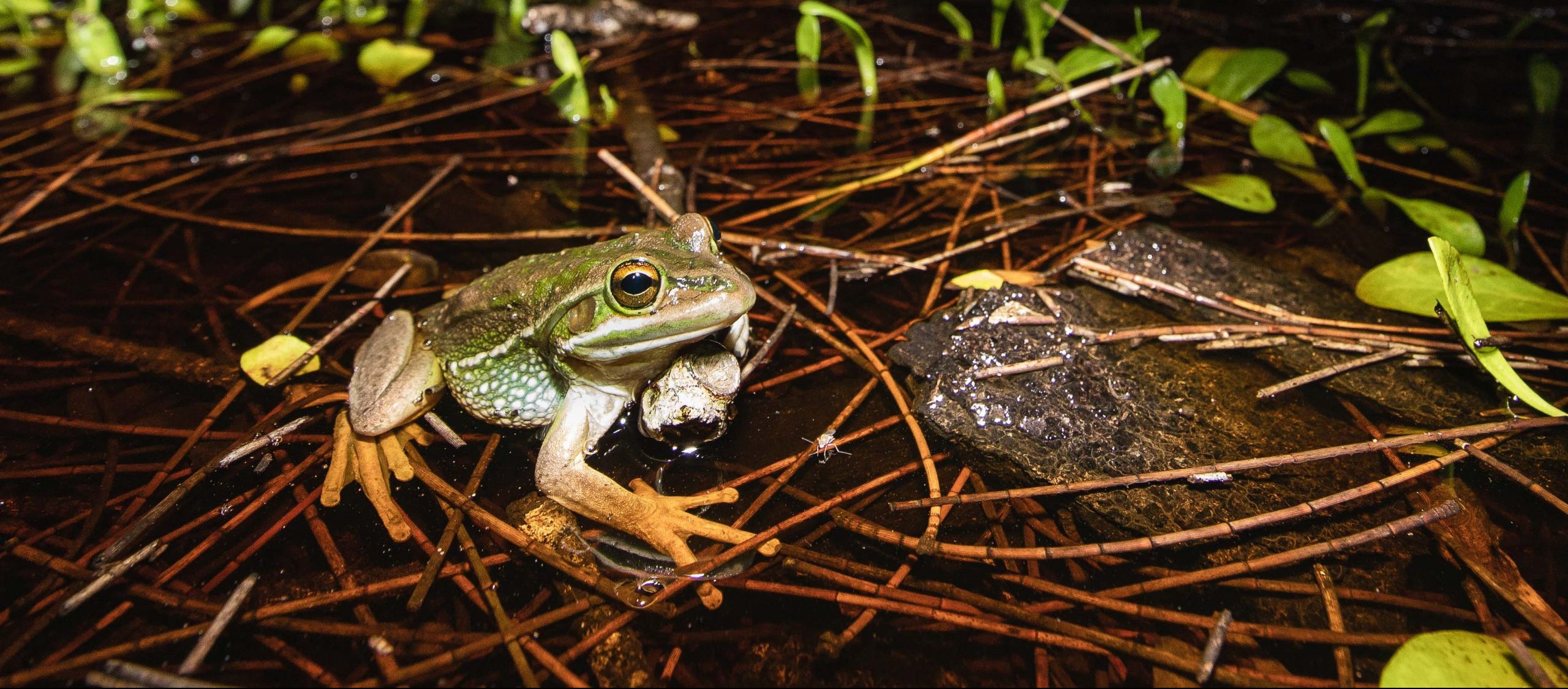 Six reasons to love our frogs