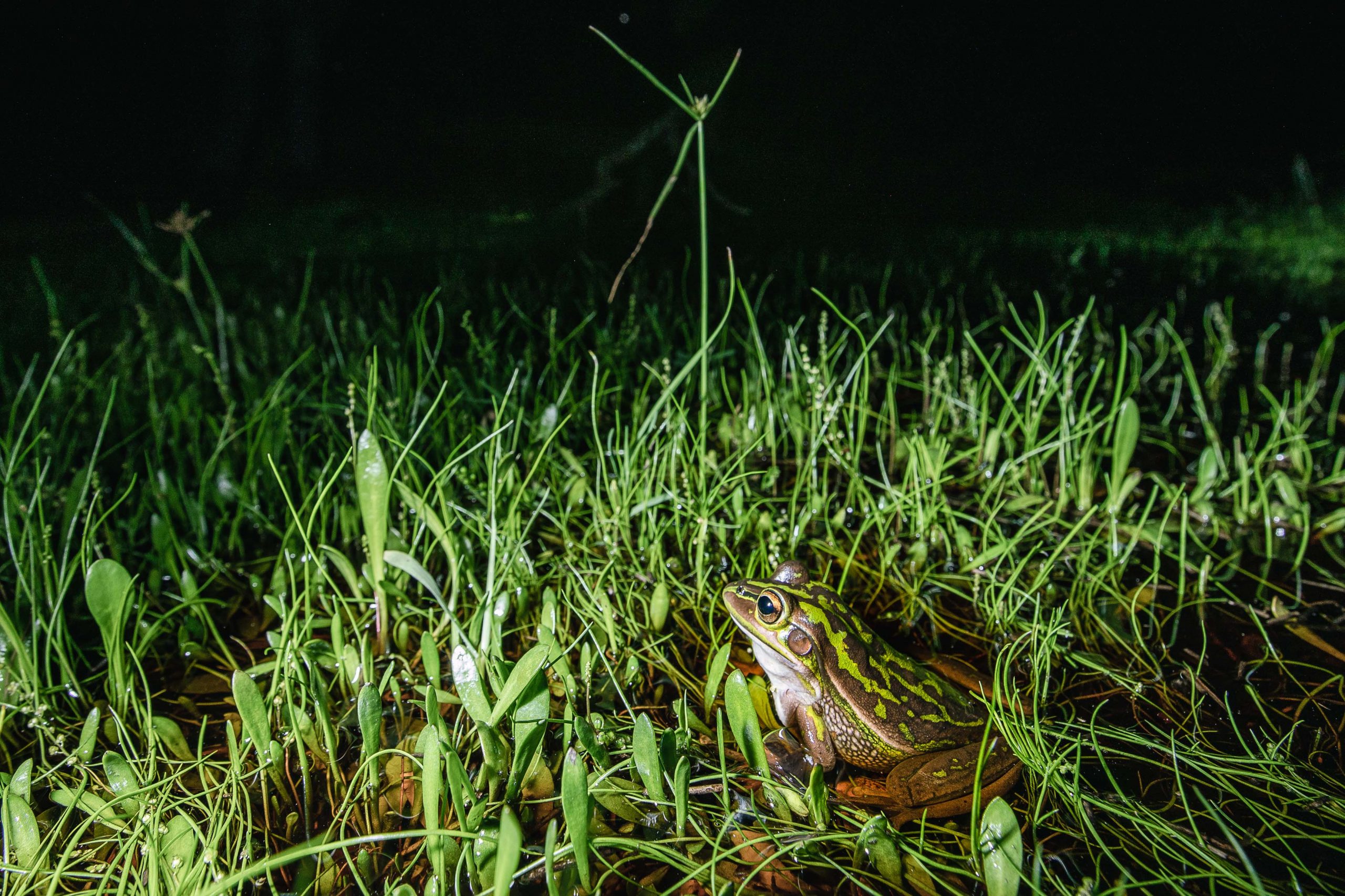 Green and golden bell frog sitting in the grass. Photo: Alex Pike/DCCEEW © DCCEEW