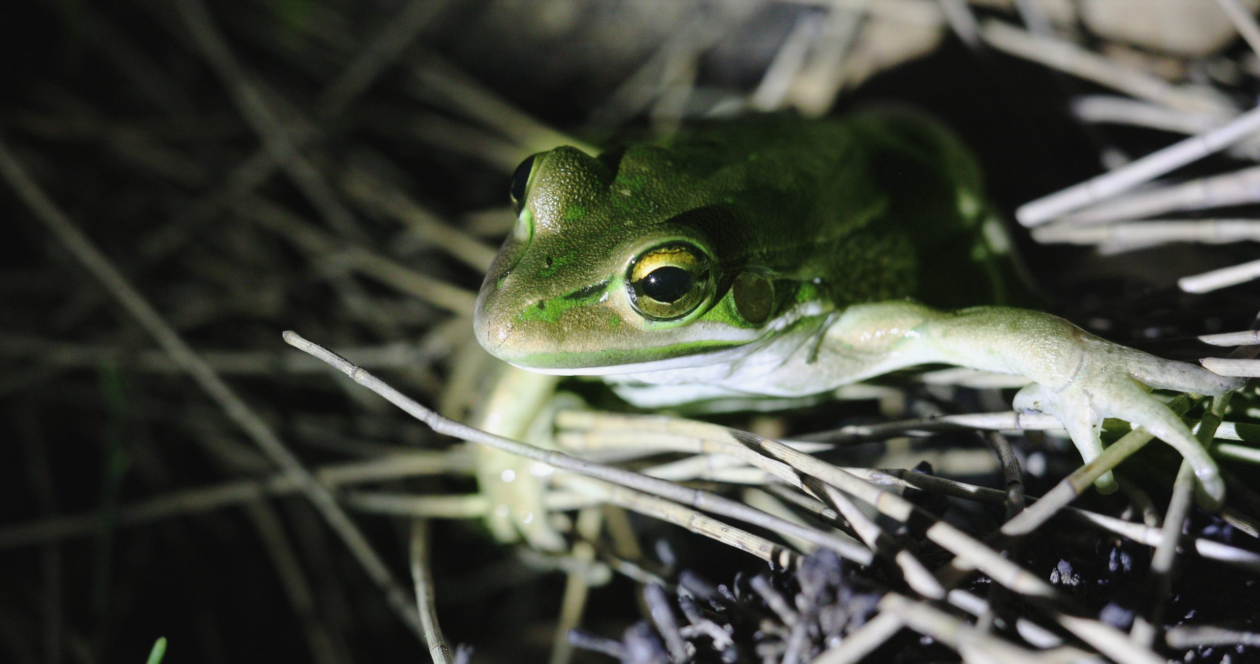 Green and golden bell frog. Photo credit: Alex Pike/DCCEEW © DCCEEW