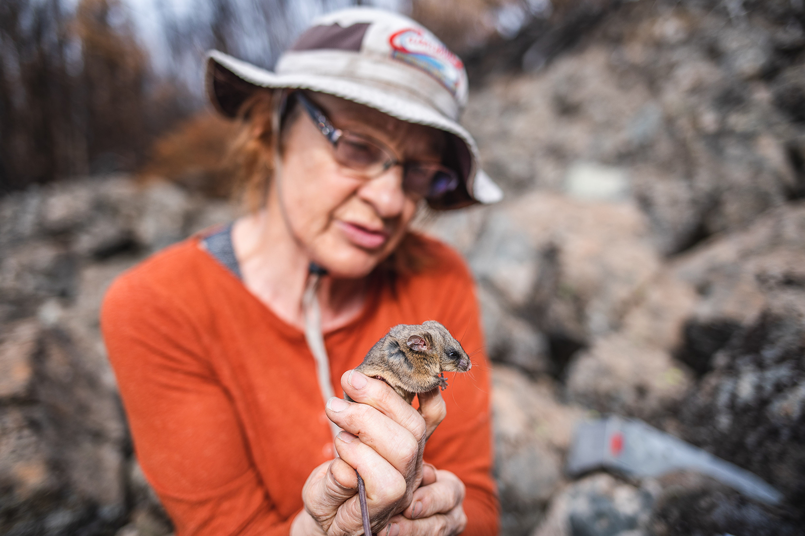 Dr Linda Broome holds and assesses the mountain pygmy-possum. Photo: Alex Pike/DCCEEW © DCCEEW 