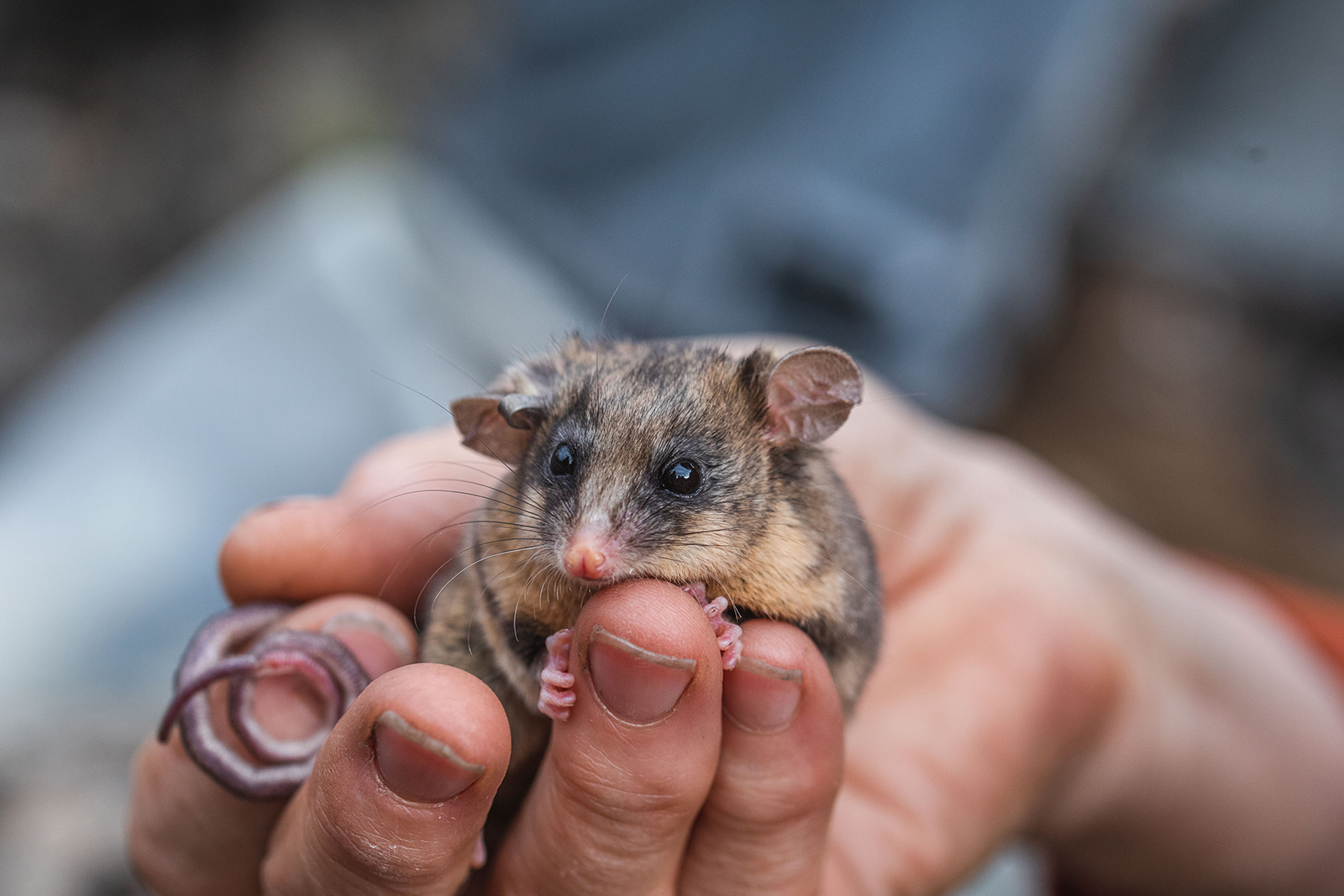 A mountain pygmy-possum in Dr Linda Broome's hand. Photo: Alex Pike/DCCEEW © DCCEEW 