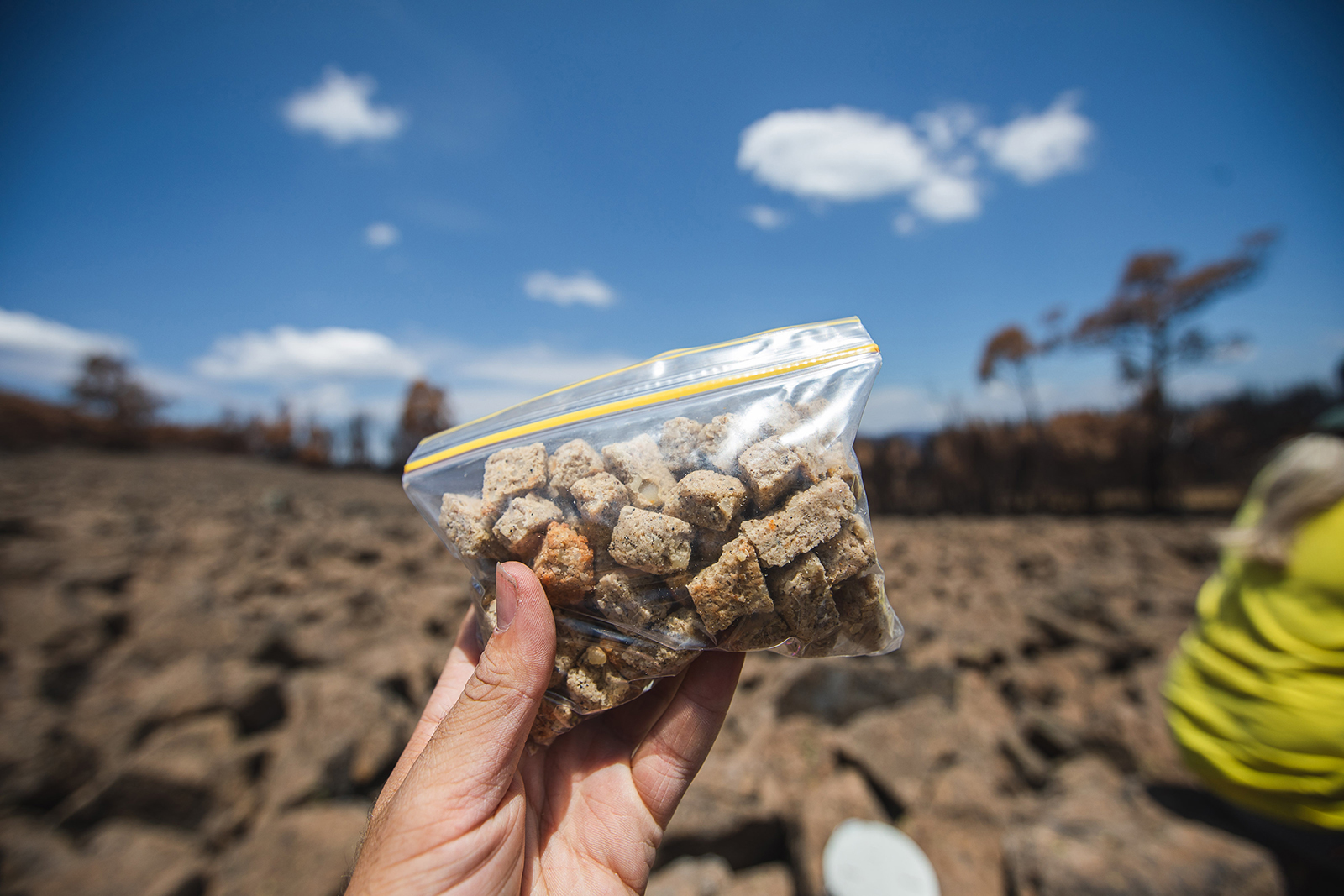 Bogong biscuits in a snap lock bag. Photo: Alex Pike/DCCEEW © DCCEEW 