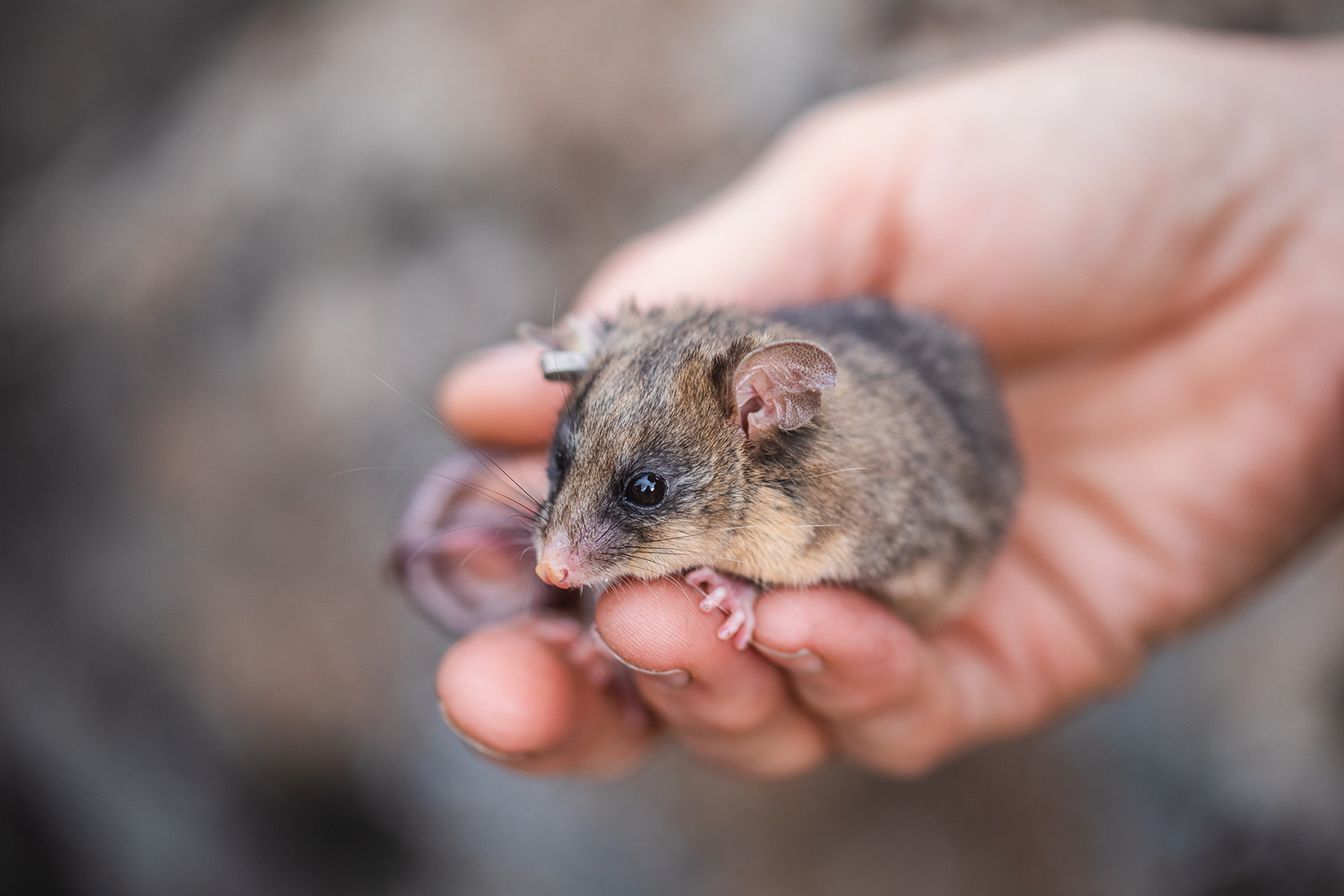A mountain pygmy-possum in Dr Linda Broome's hand. Photo: Alex Pike/DCCEEW © DCCEEW 