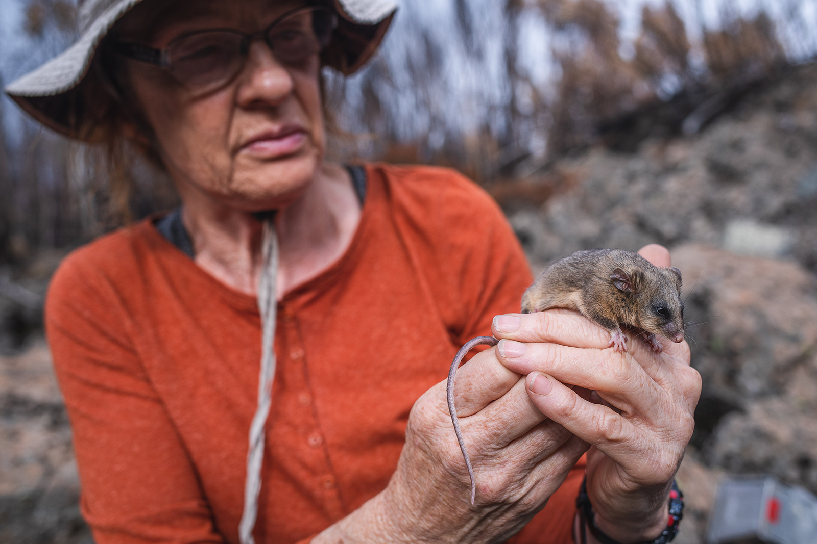 Dr Linda Broome holds a mountain pygmy-possum. Photo: Alex Pike/DCCEEW © DCCEEW 