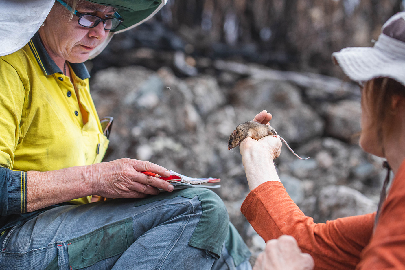 Dr Linda Broome holds a mountain pygmy-possum and shows it to a person. Photo: Alex Pike/DCCEEW © DCCEEW 