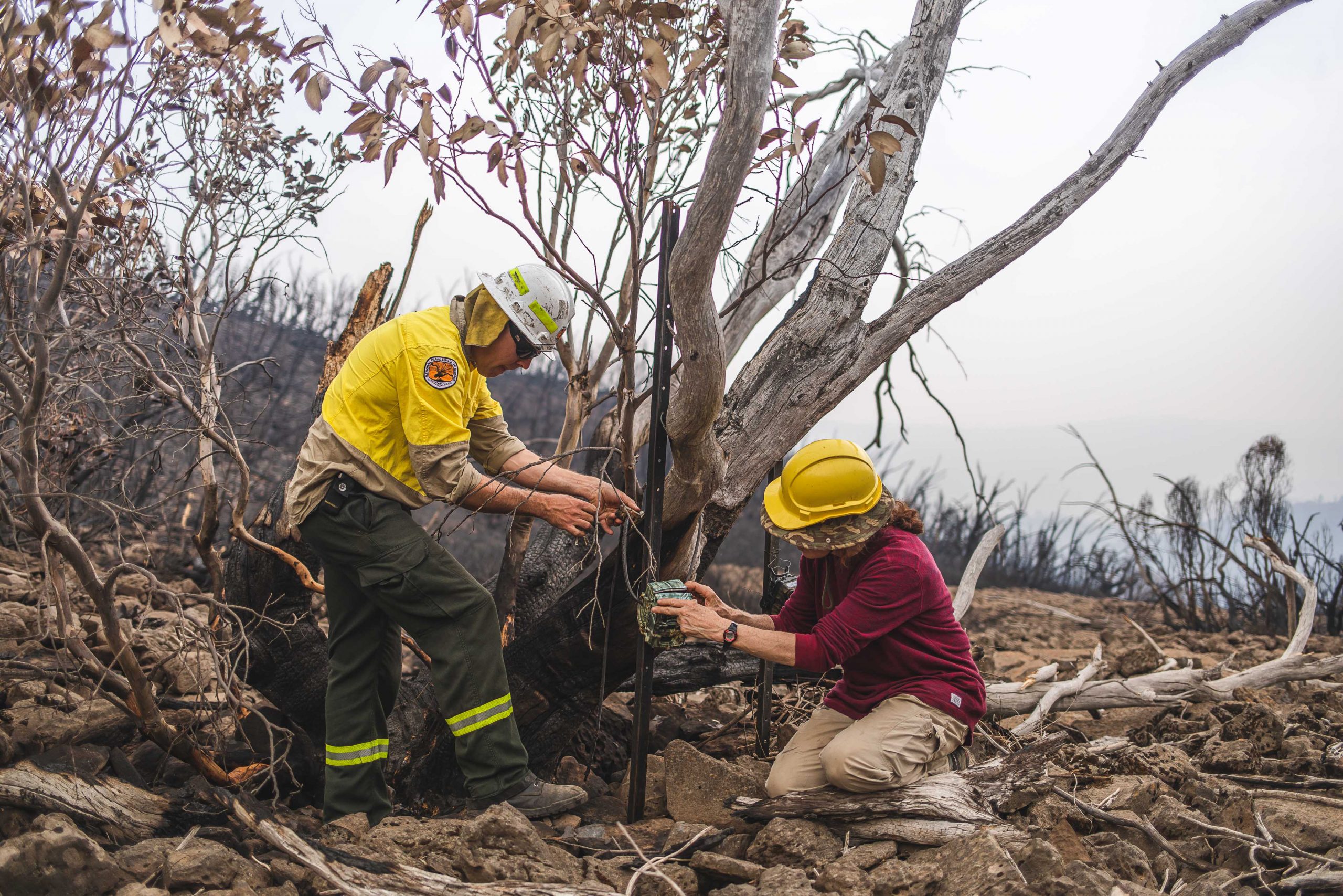 Dr Linda Broome and a NSW National Parks and Wildlife Service staff member checks the remnants of a remote feeding camera. Photo: Alex Pike/DCCEEW © DCCEEW 