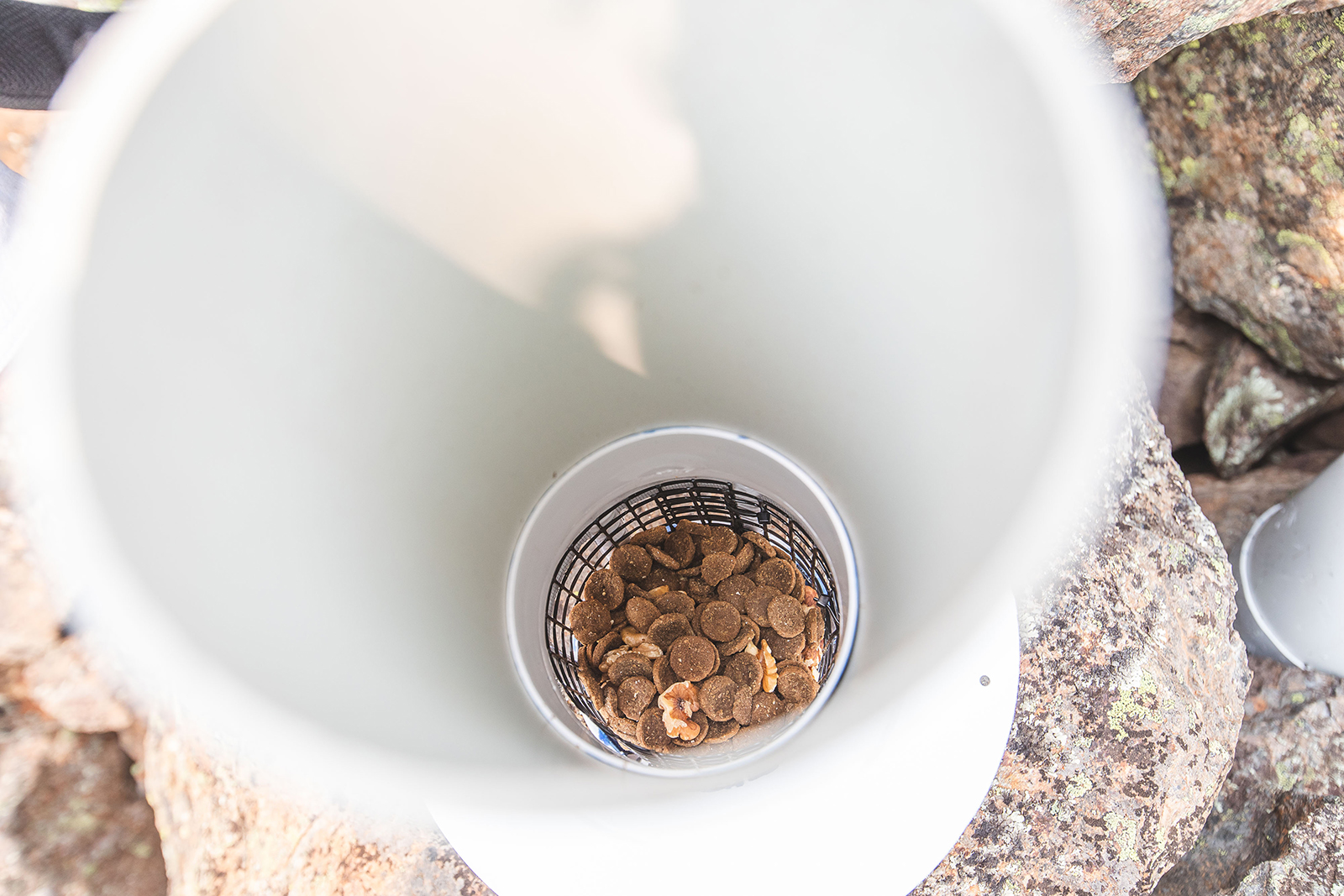 Looking down into a mountain pygmy-possum feeding station. Photo: Alex Pike/DCCEEW © DCCEEW 