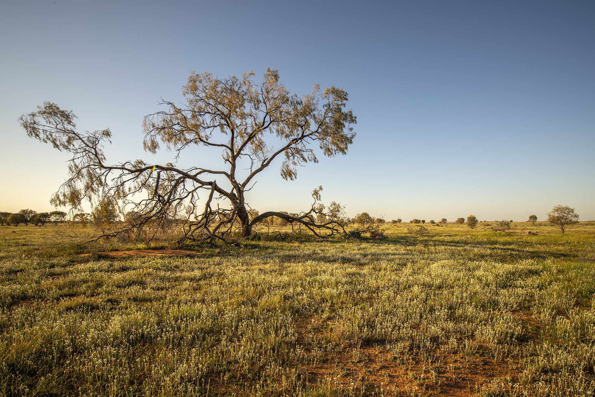 Grasslands, Oolambeyan National Park. Photo Credit : John Spencer/DPIE