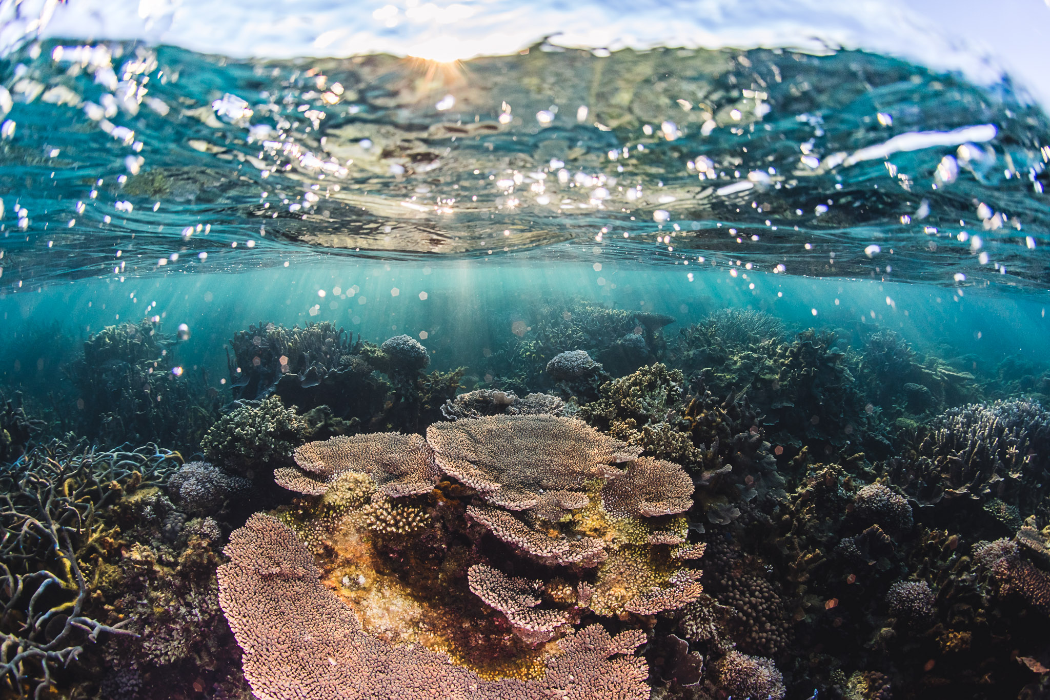 Underwater view of a coral reef. Photo Credit : Alex Pike