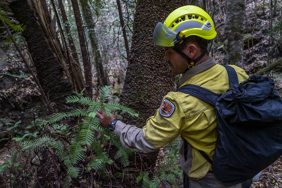 NPWS staff surveying the Wollemi Pine in a secret location of Wollemi National Park. Photo: DPIE