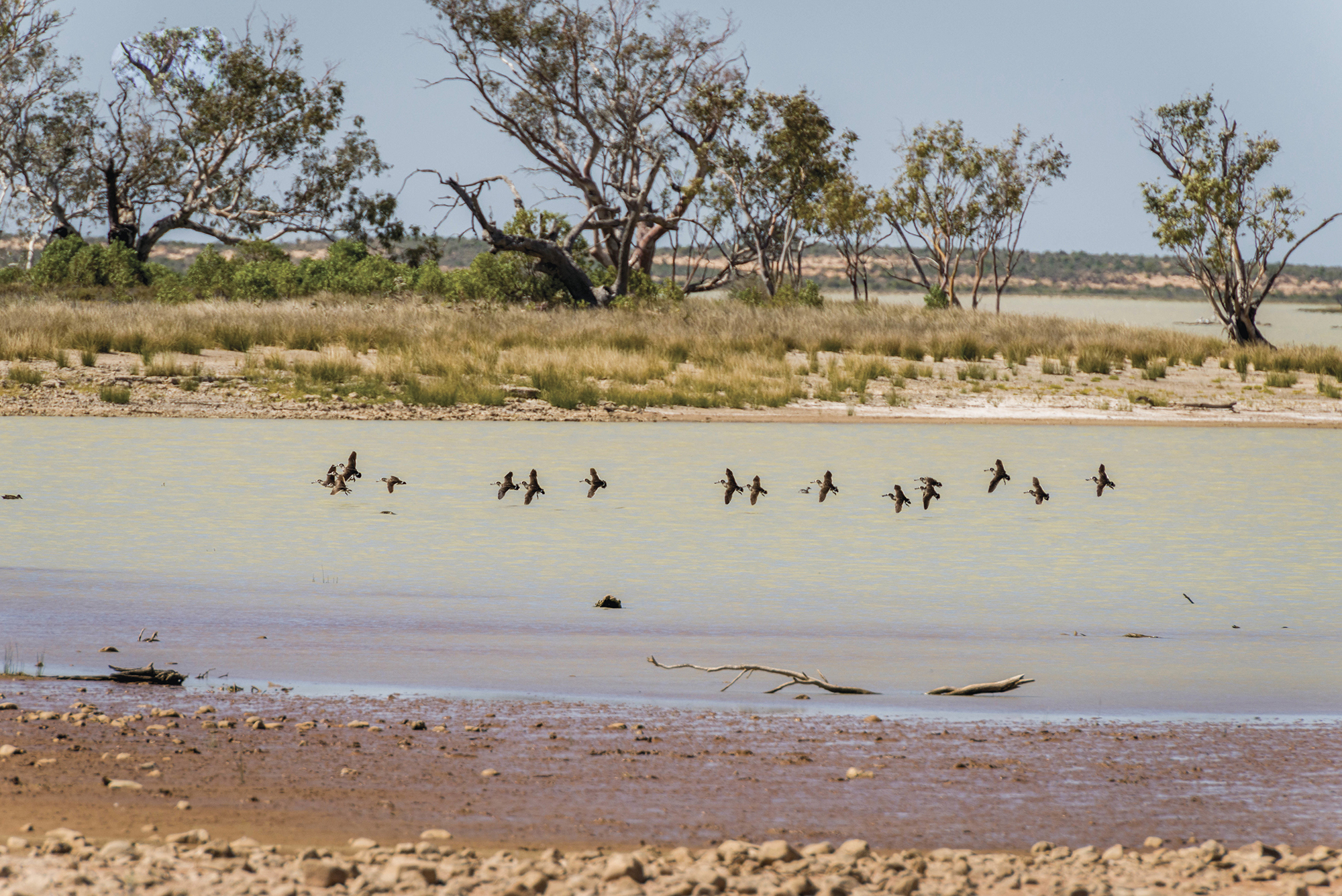Pink eared ducks (Malacorhynchus membranaceus) in flight. Photo: John Spencer/DPIE
