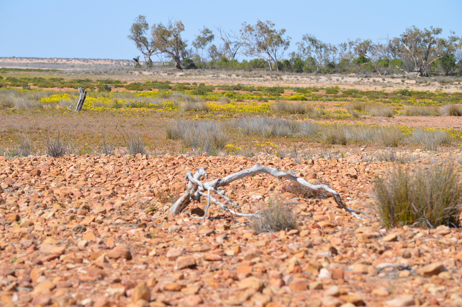 Peery Lake when it was dry, Paroo-Darling National Park. Photo credit: John Spencer/DCCEEW © DCCEEW