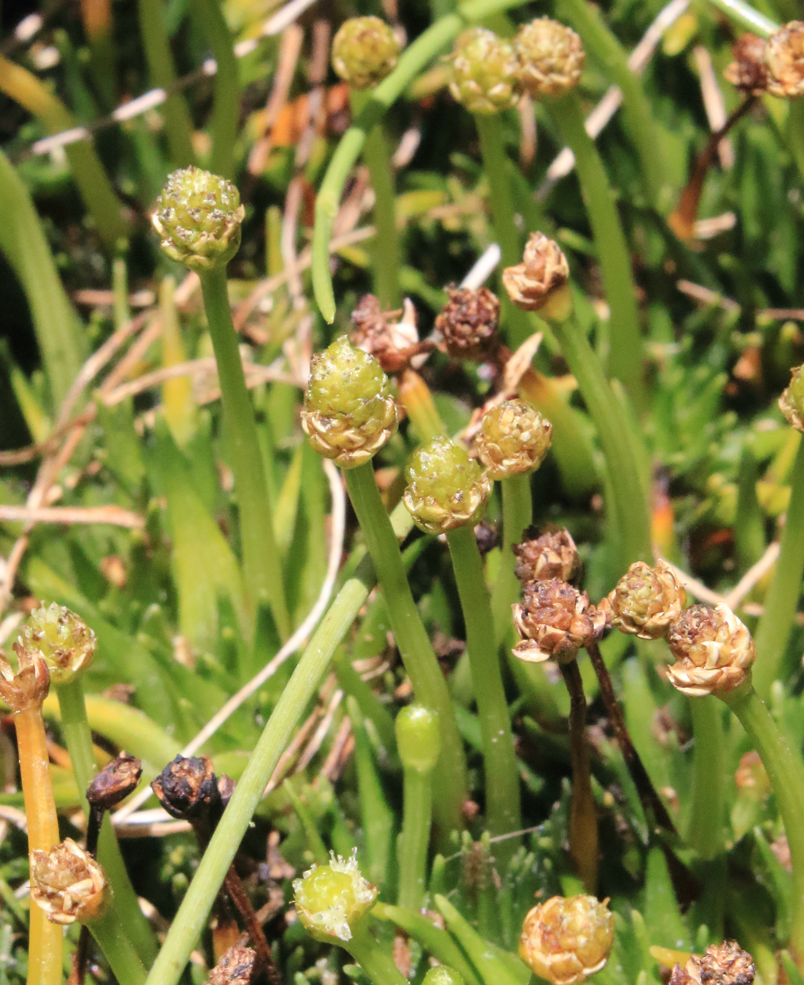 Salt Pipewort (Eriocaulon carsonii). Photo credit: Gavin Phillips / DPIE
