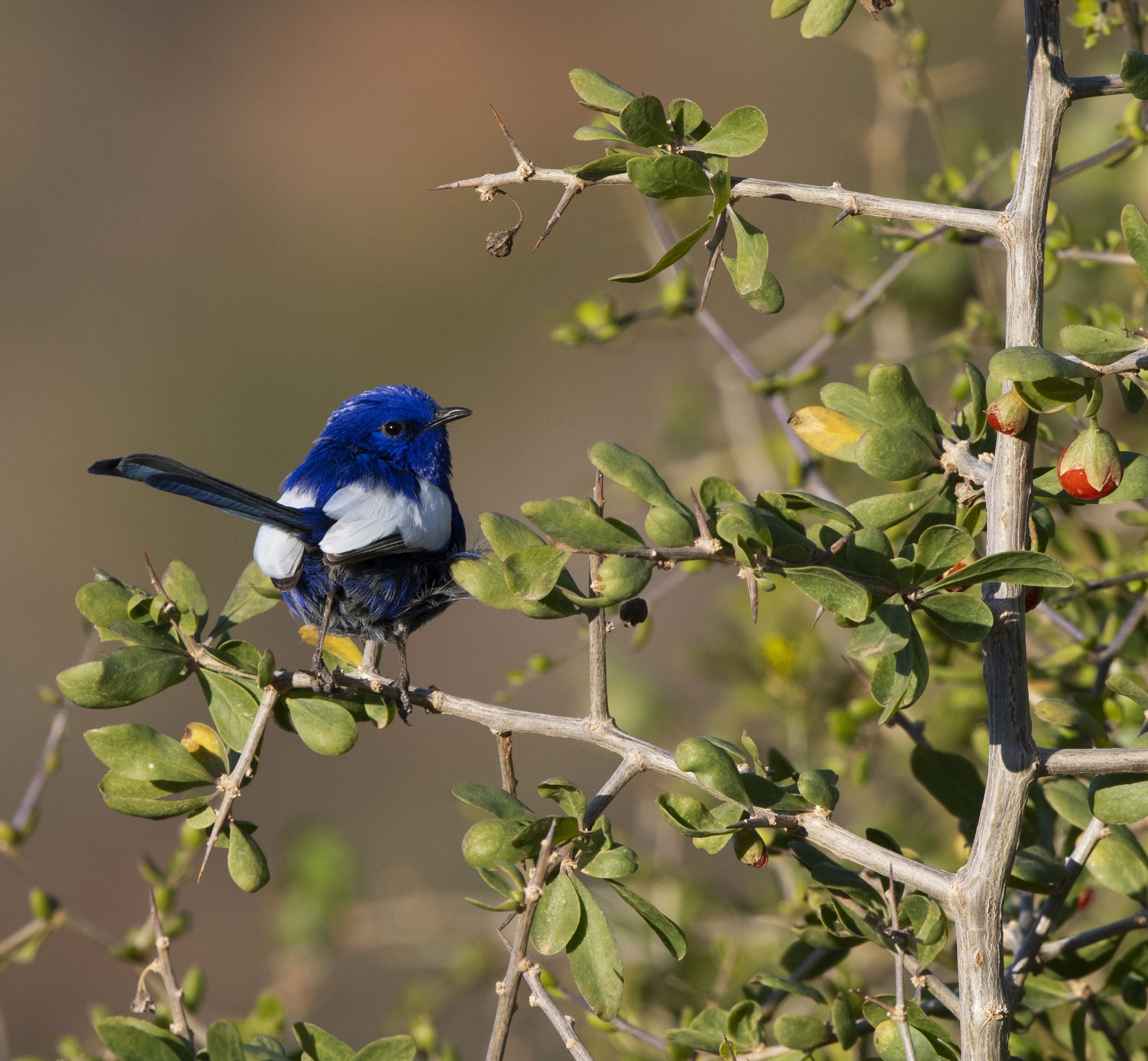 White-winged Peery Lake, Paroo-Darling National Park. Photo: Dirk Hovorka