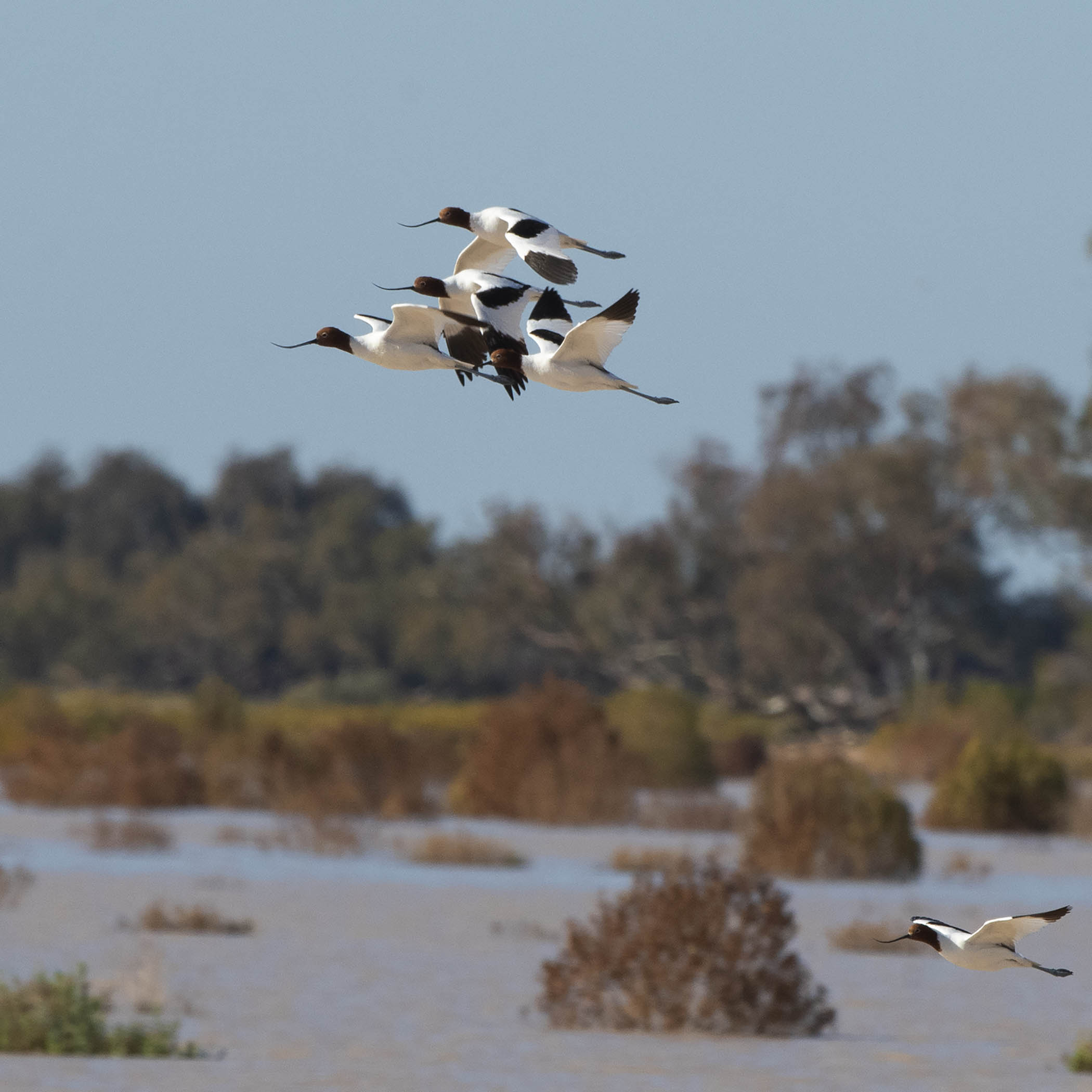 An oasis in the outback