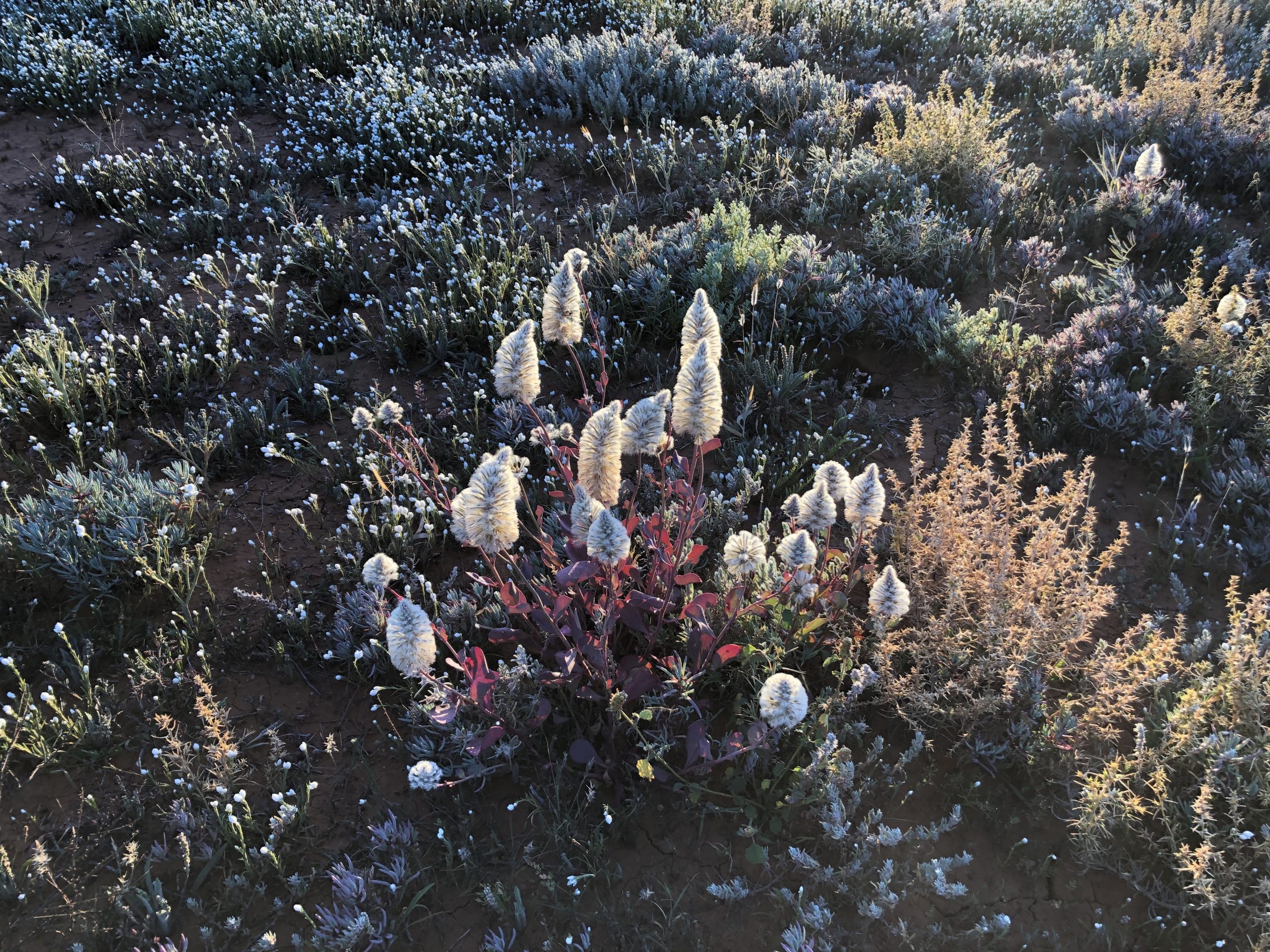 Showy foxtail. Photo: Nancy Auerbach