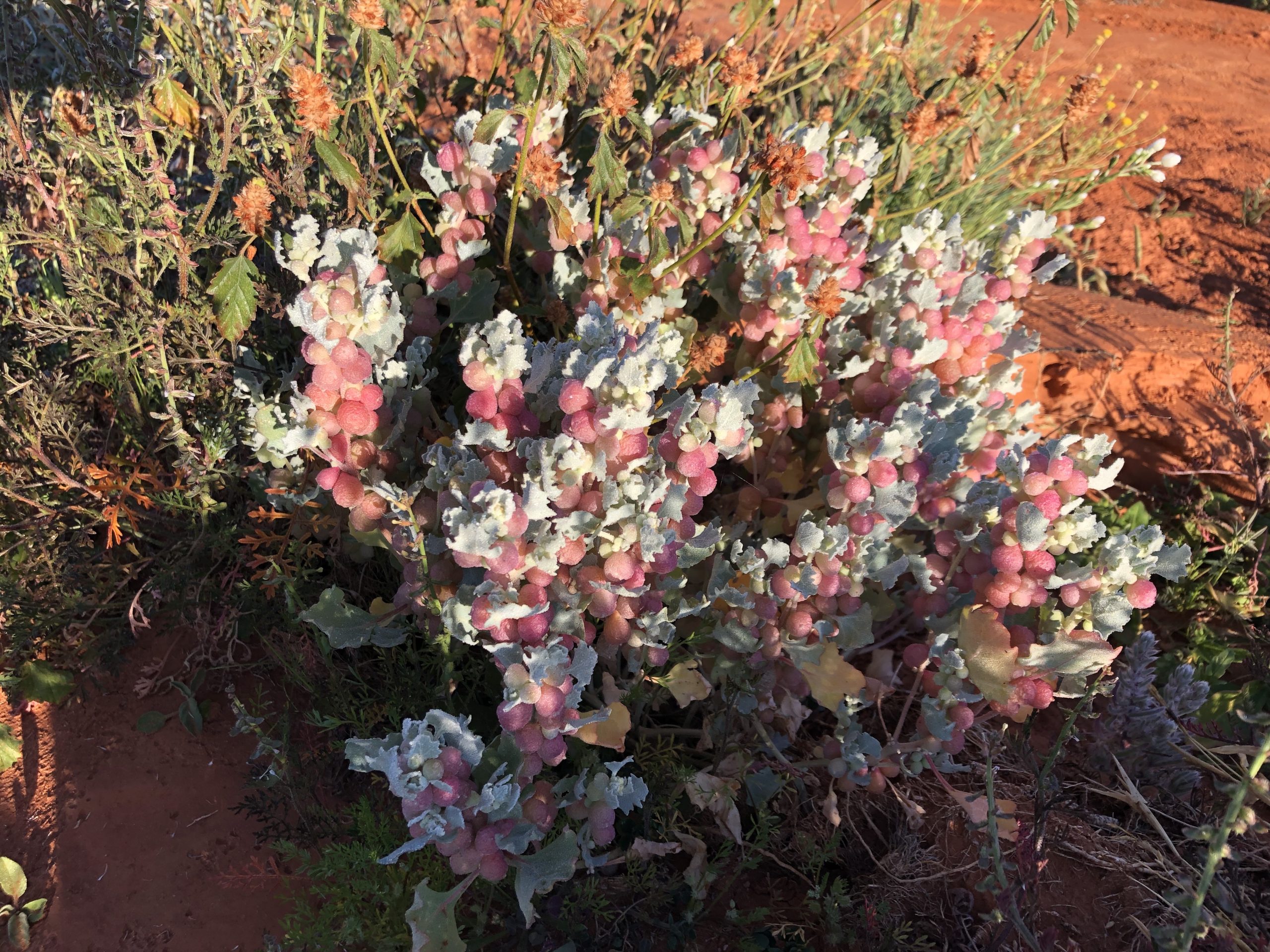 Pop saltbush (Atriplex spongiosa). Photo: Nancy Auerbach